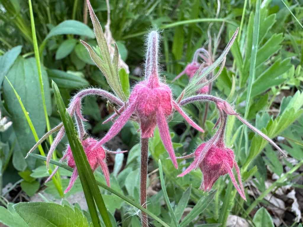 Prairie Smoke (Geum Triflorum)