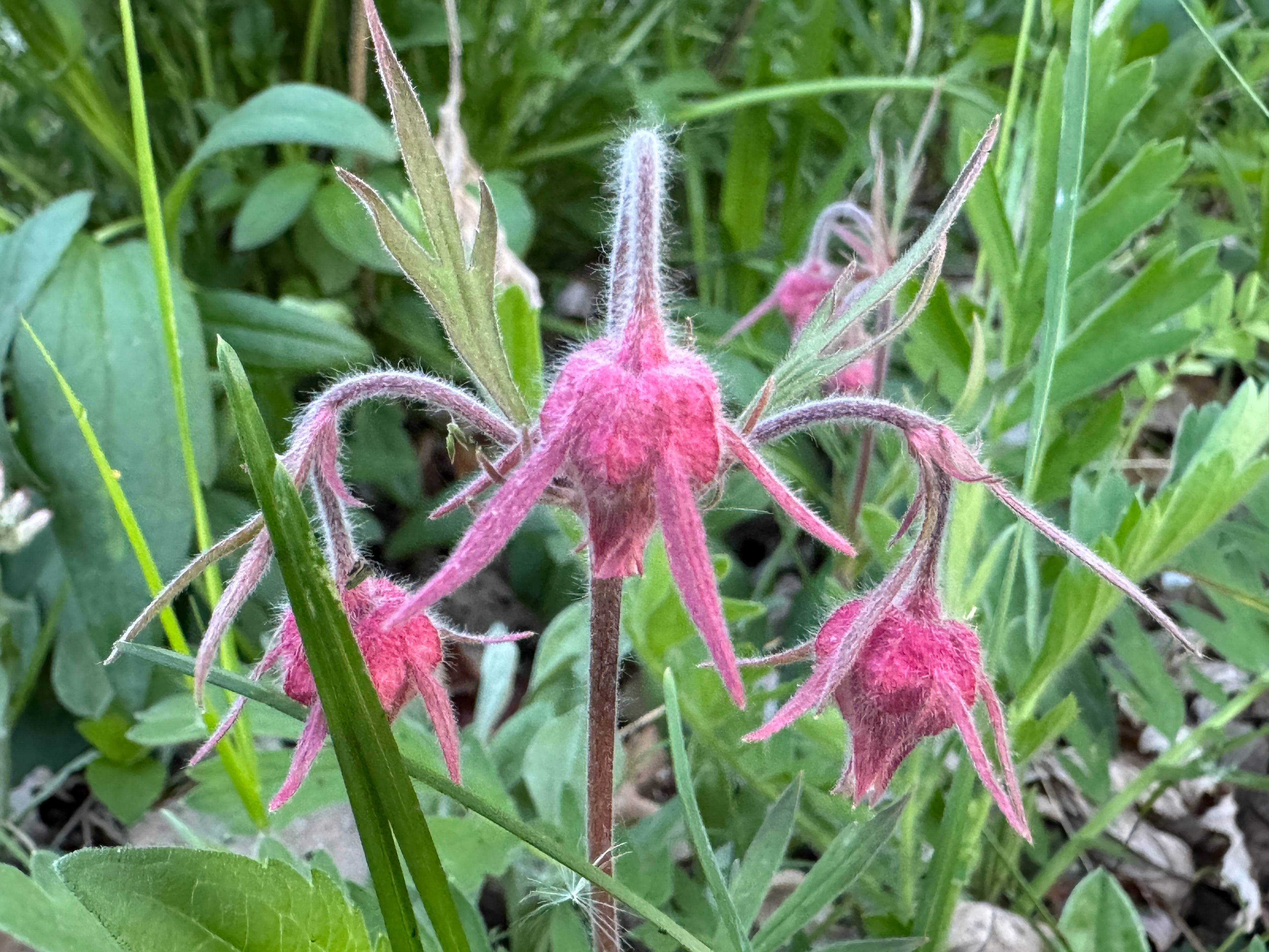 Prairie Smoke (Geum Triflorum)