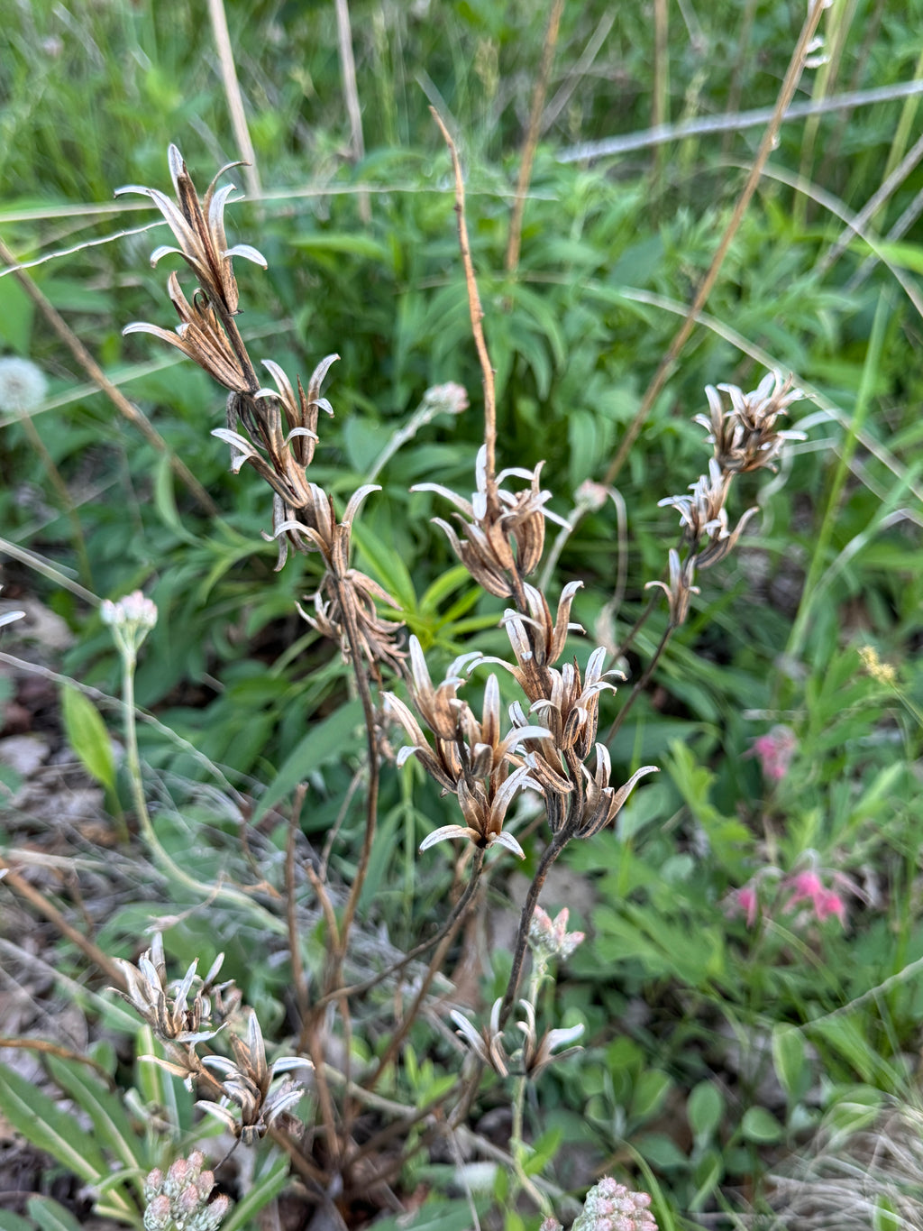 Common Evening Primrose (Oenothera Biennis)