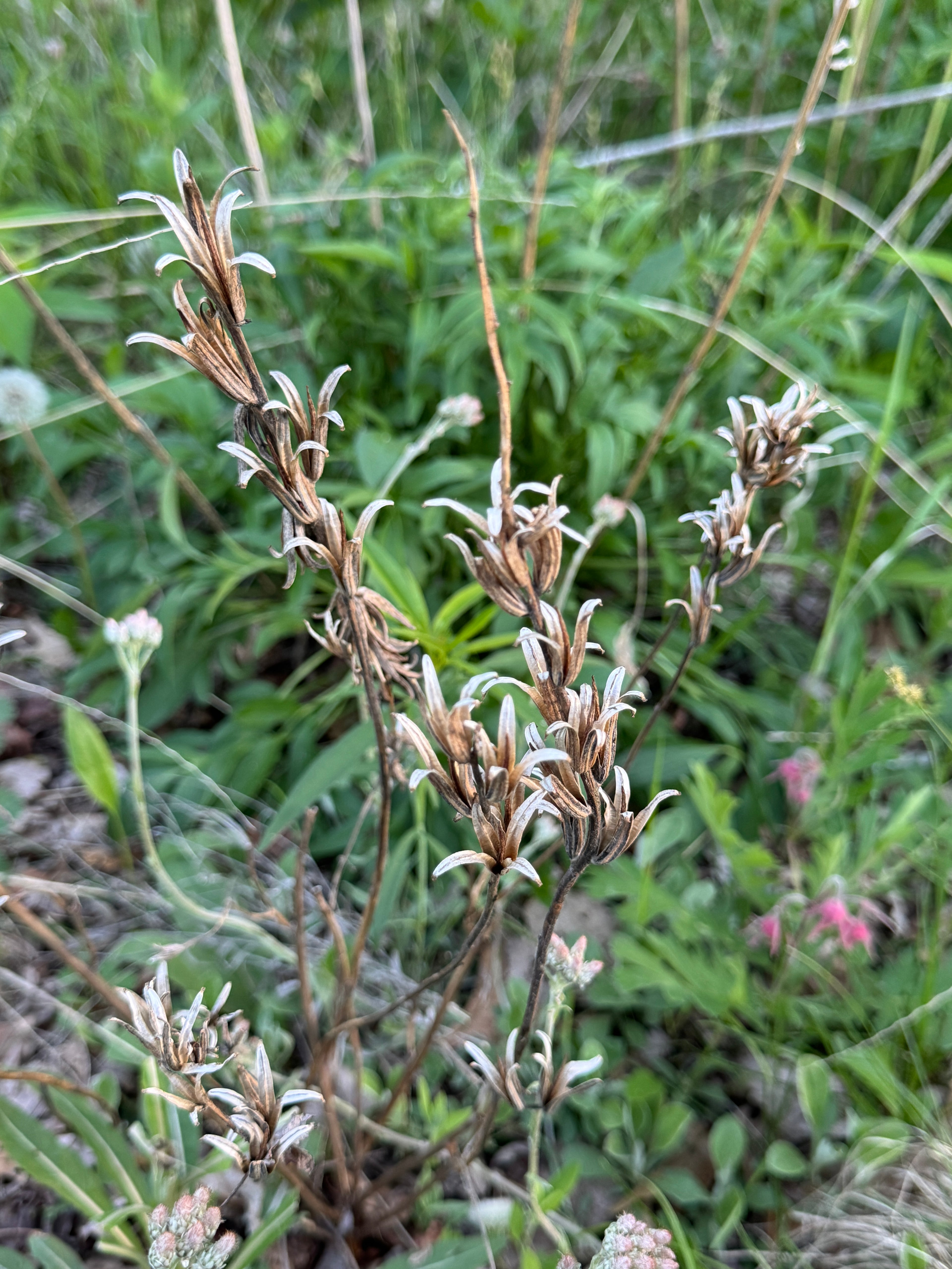Common Evening Primrose (Oenothera Biennis)