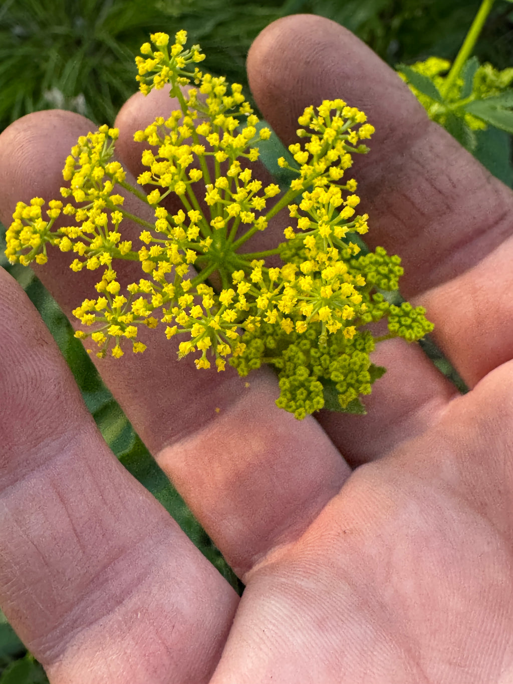Heart-leaved Alexanders (Zizia aptera)