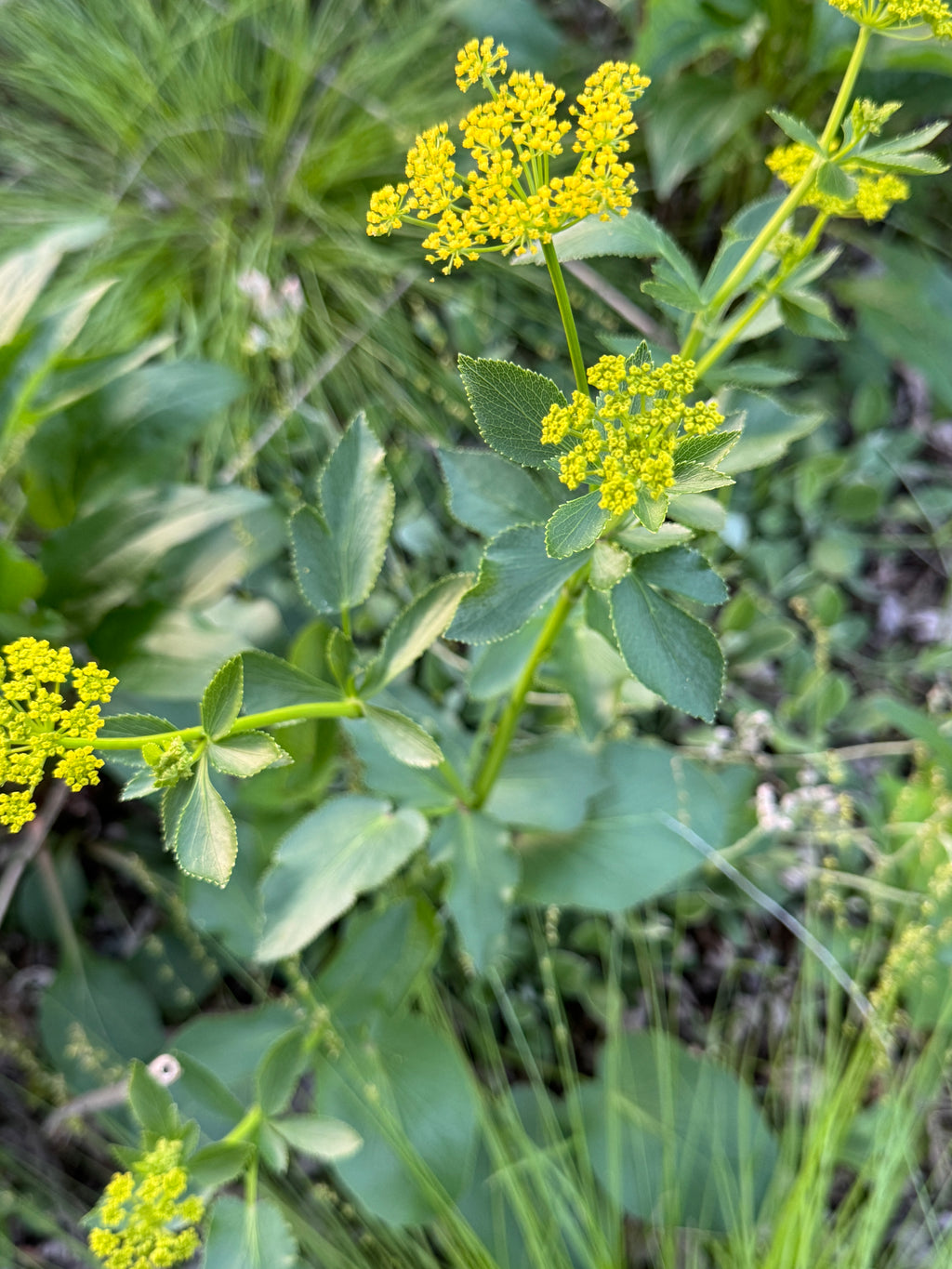 Heart-leaved Alexanders (Zizia aptera)