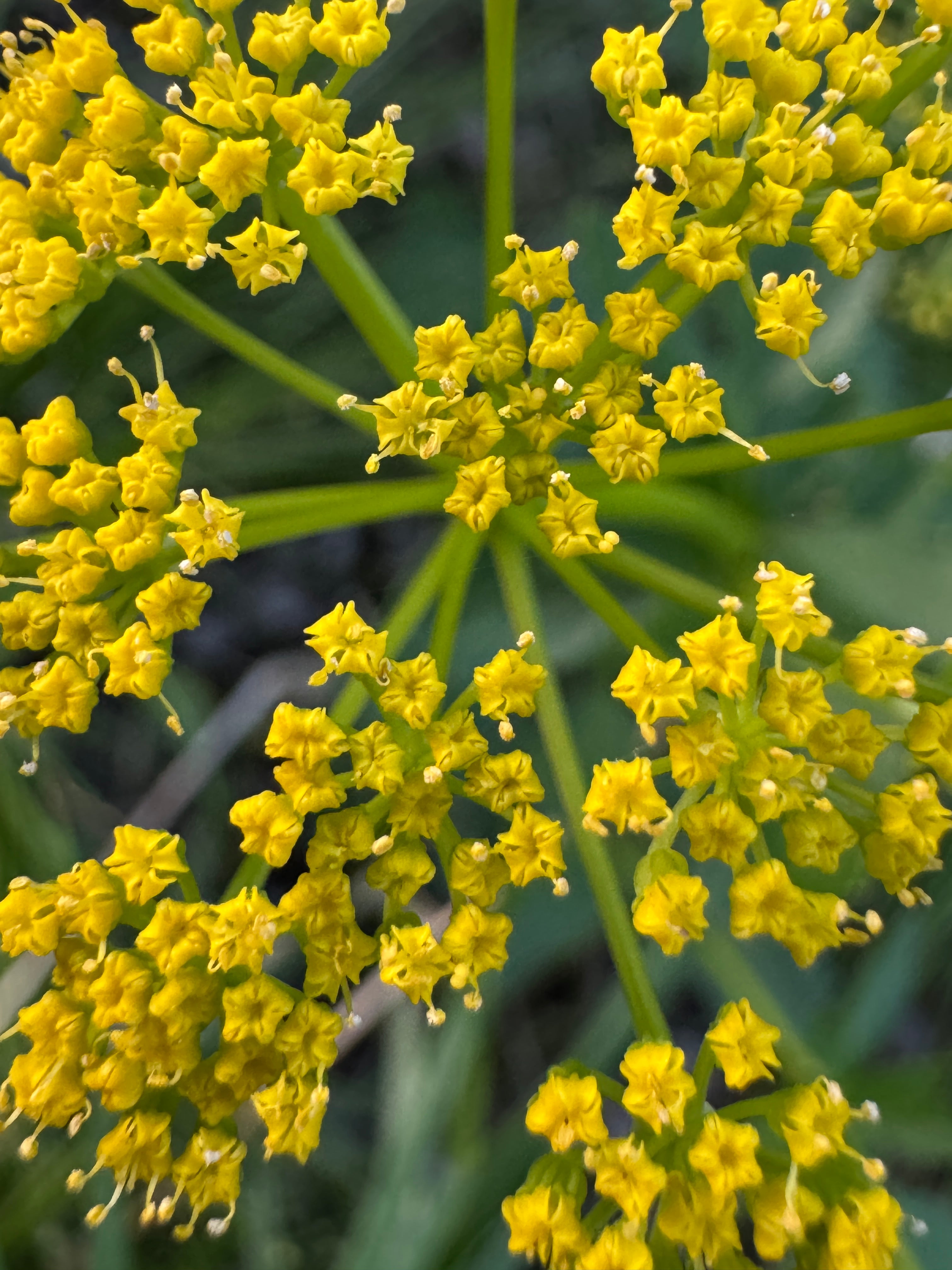 Heart-leaved Alexanders (Zizia aptera)