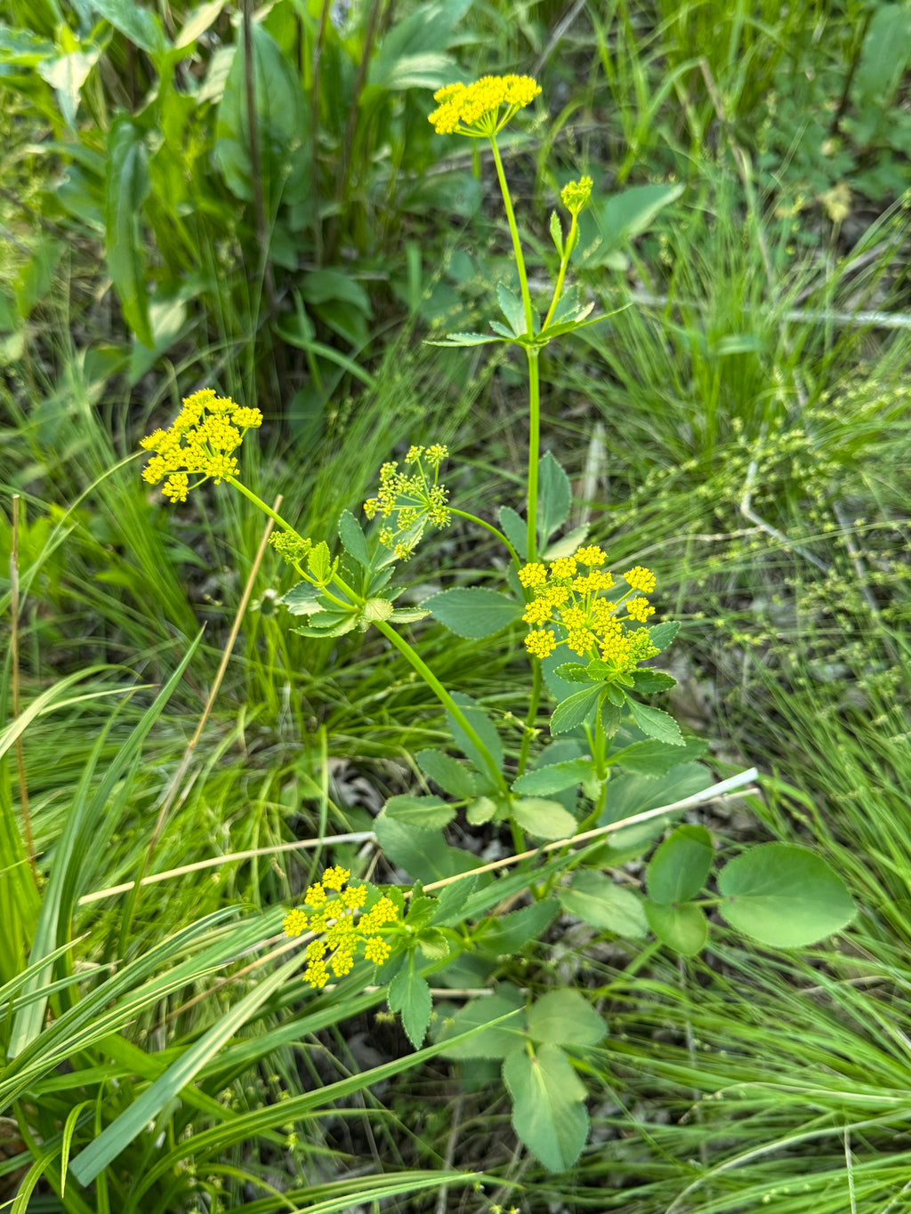 Heart-leaved Alexanders (Zizia aptera)