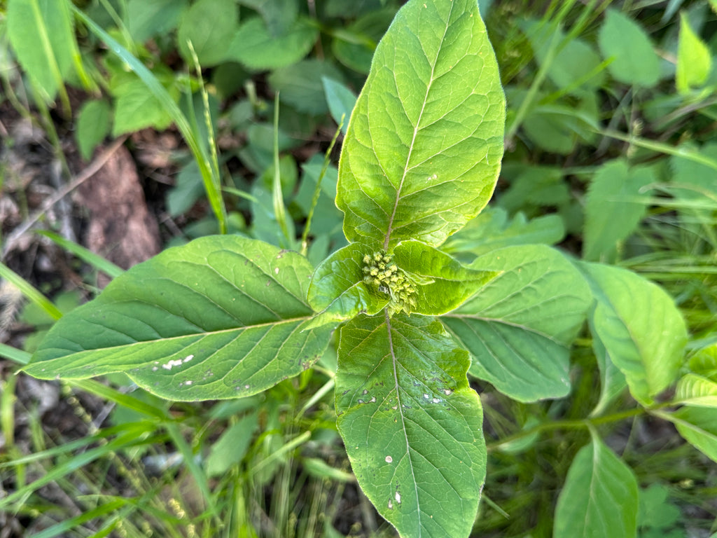 Poke Milkweed (Asclepias Exaltata)