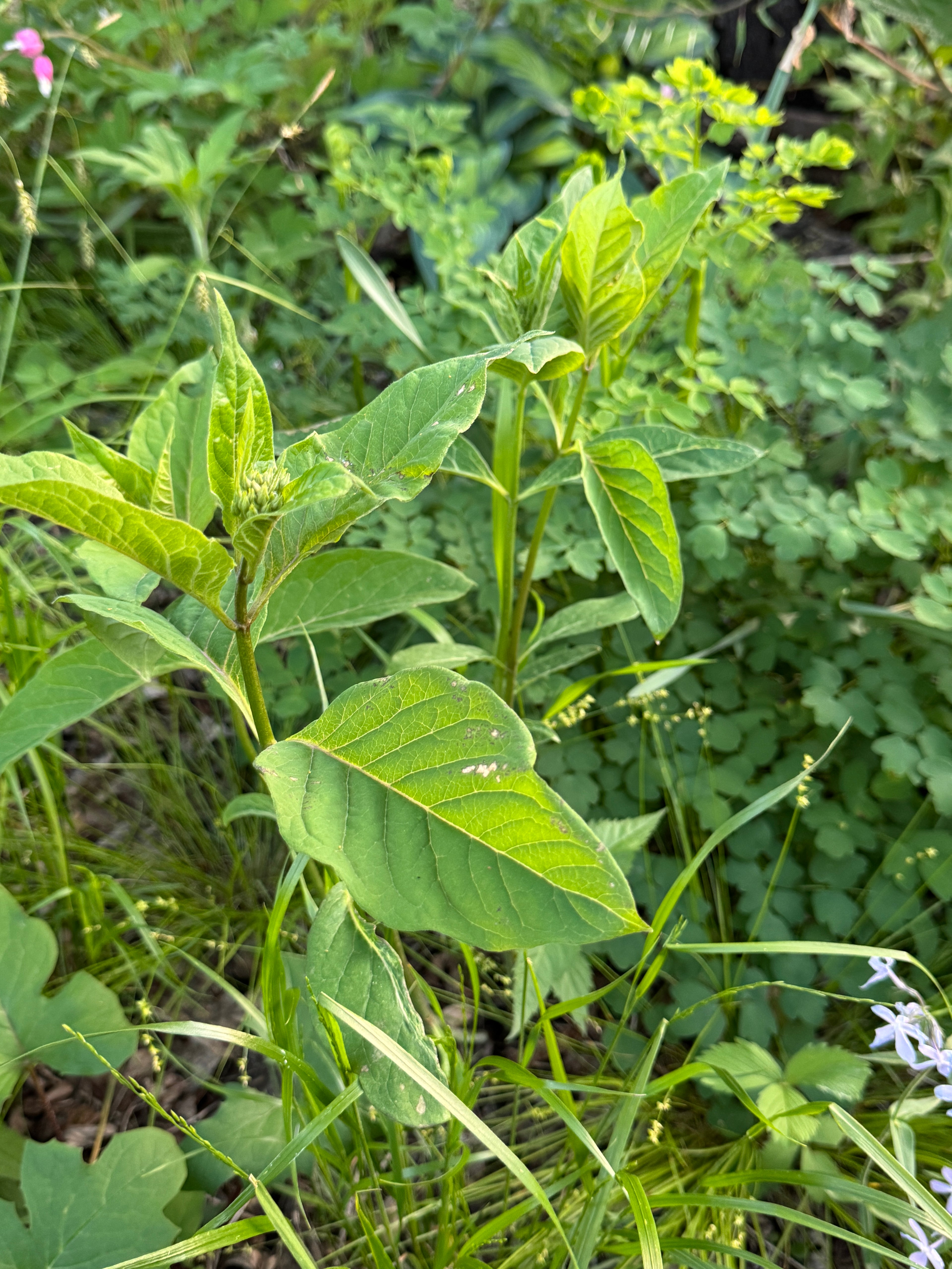 Poke Milkweed (Asclepias Exaltata)
