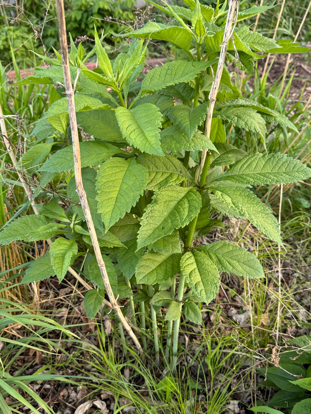 Sweet Joe Pye Weed (Eutrochium Purpureum)