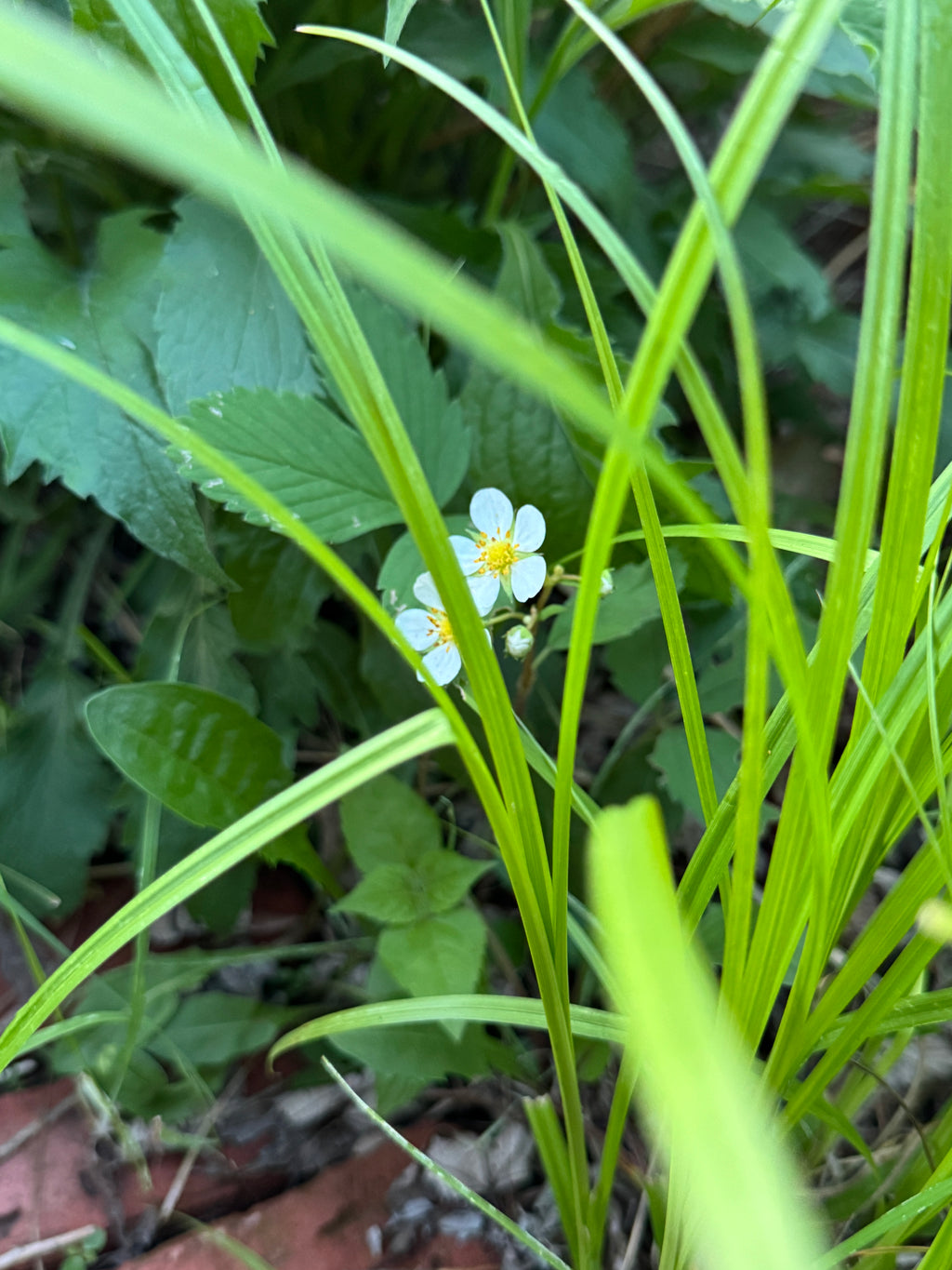 Wild Strawberry (Fragaria virginiana)