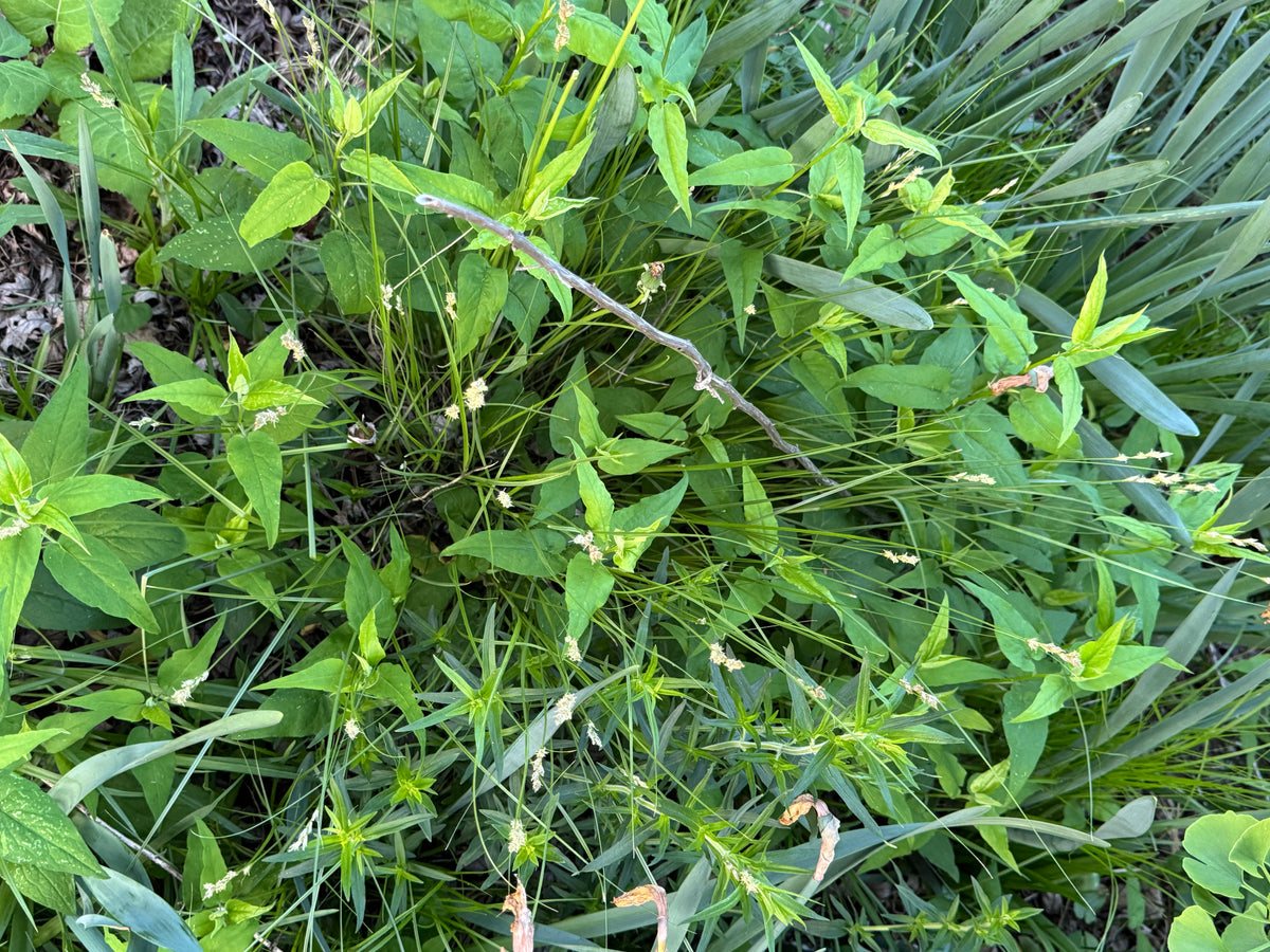 Plains Oval Sedge (Carex brevior)