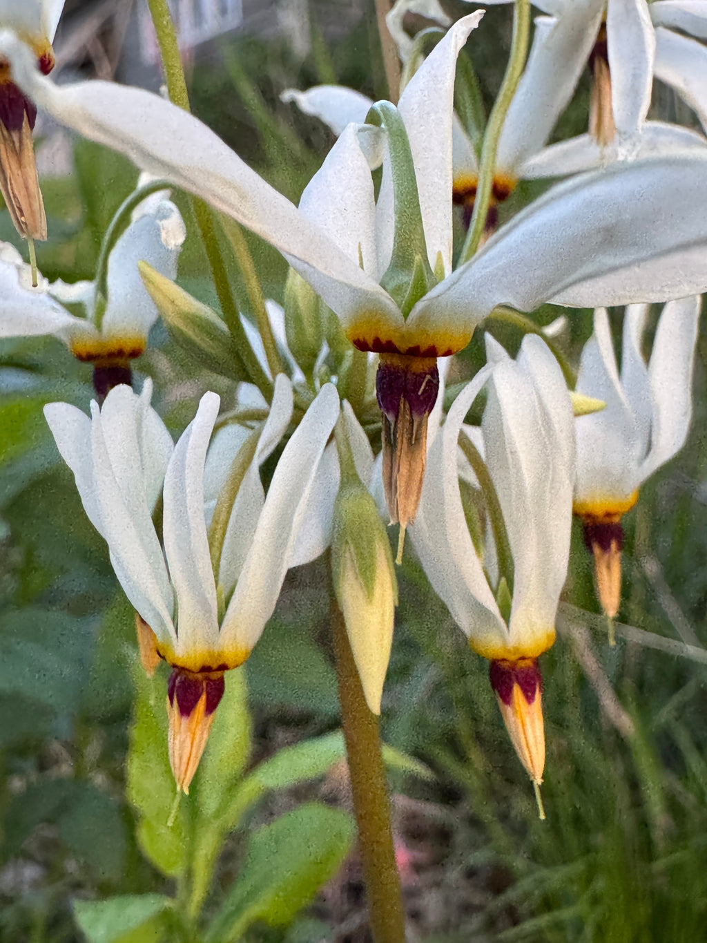 Midland Shooting Star (Dodecatheon Meadia)