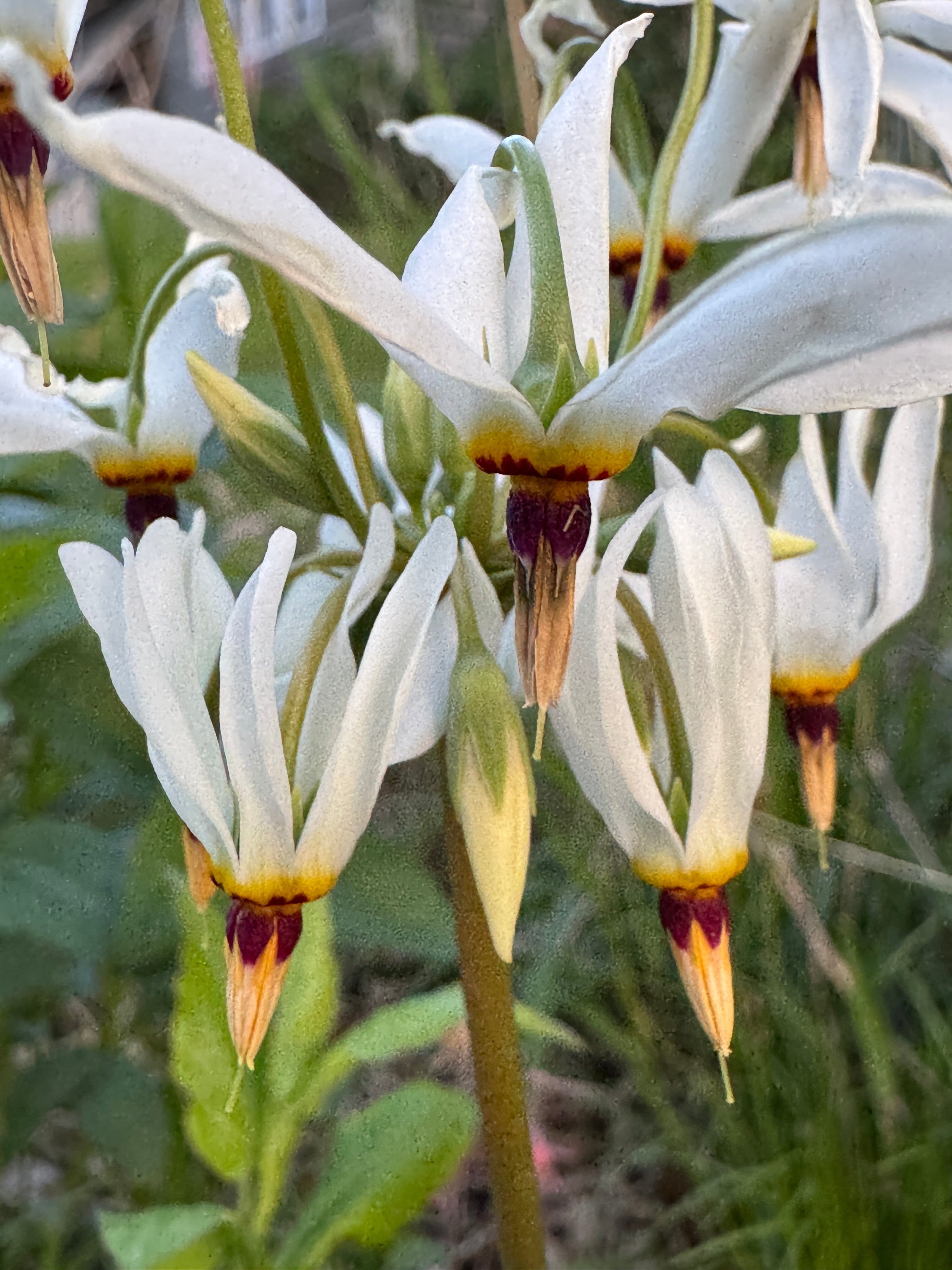 Midland Shooting Star (Dodecatheon Meadia)