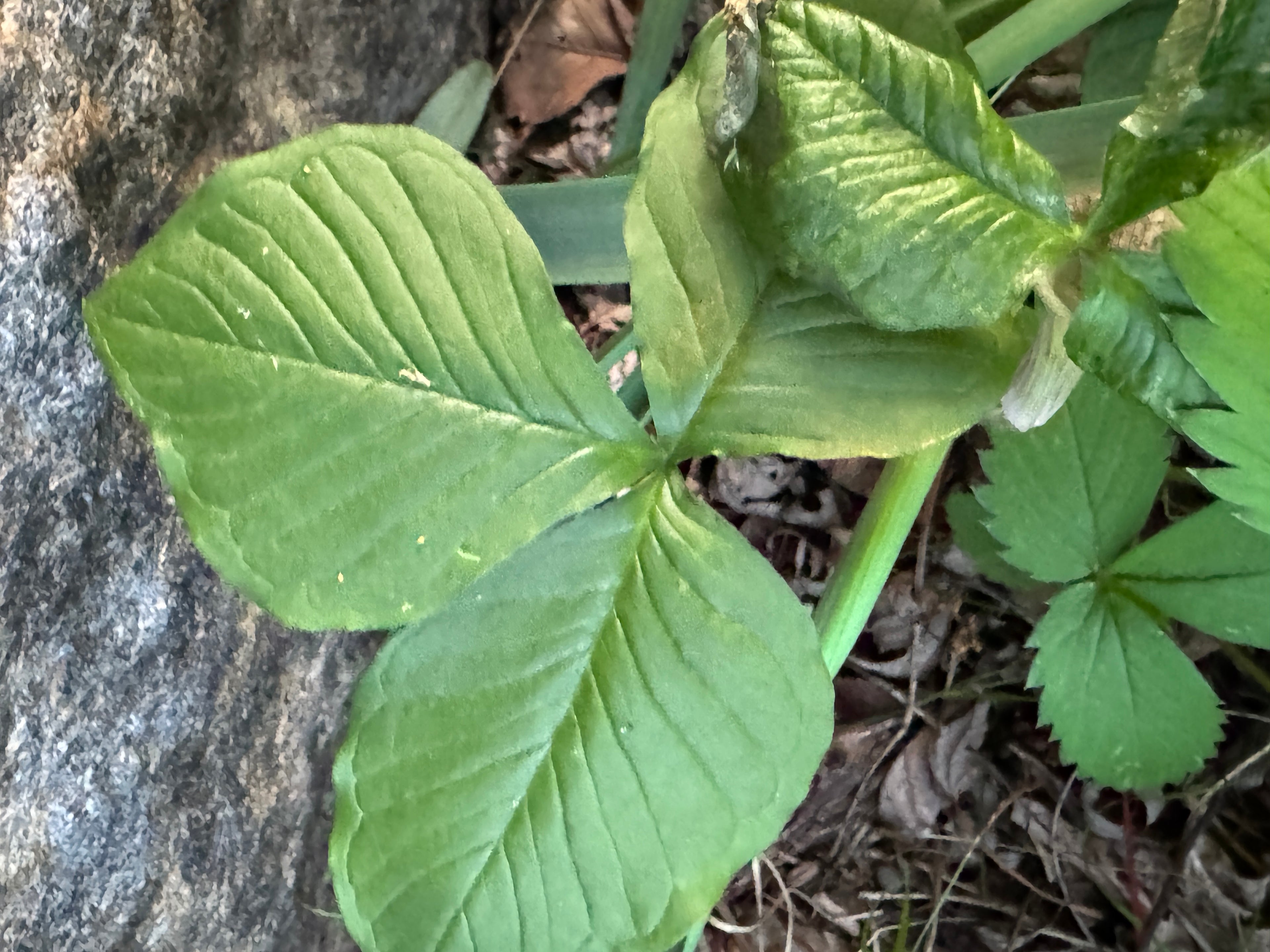 Jack-in-the-Pulpit (Arisaema Triphyllum)