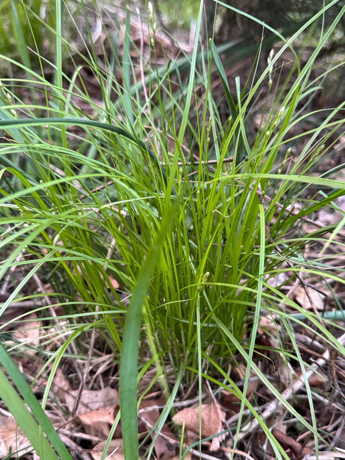 Troublesome Sedge (Carex molesta)