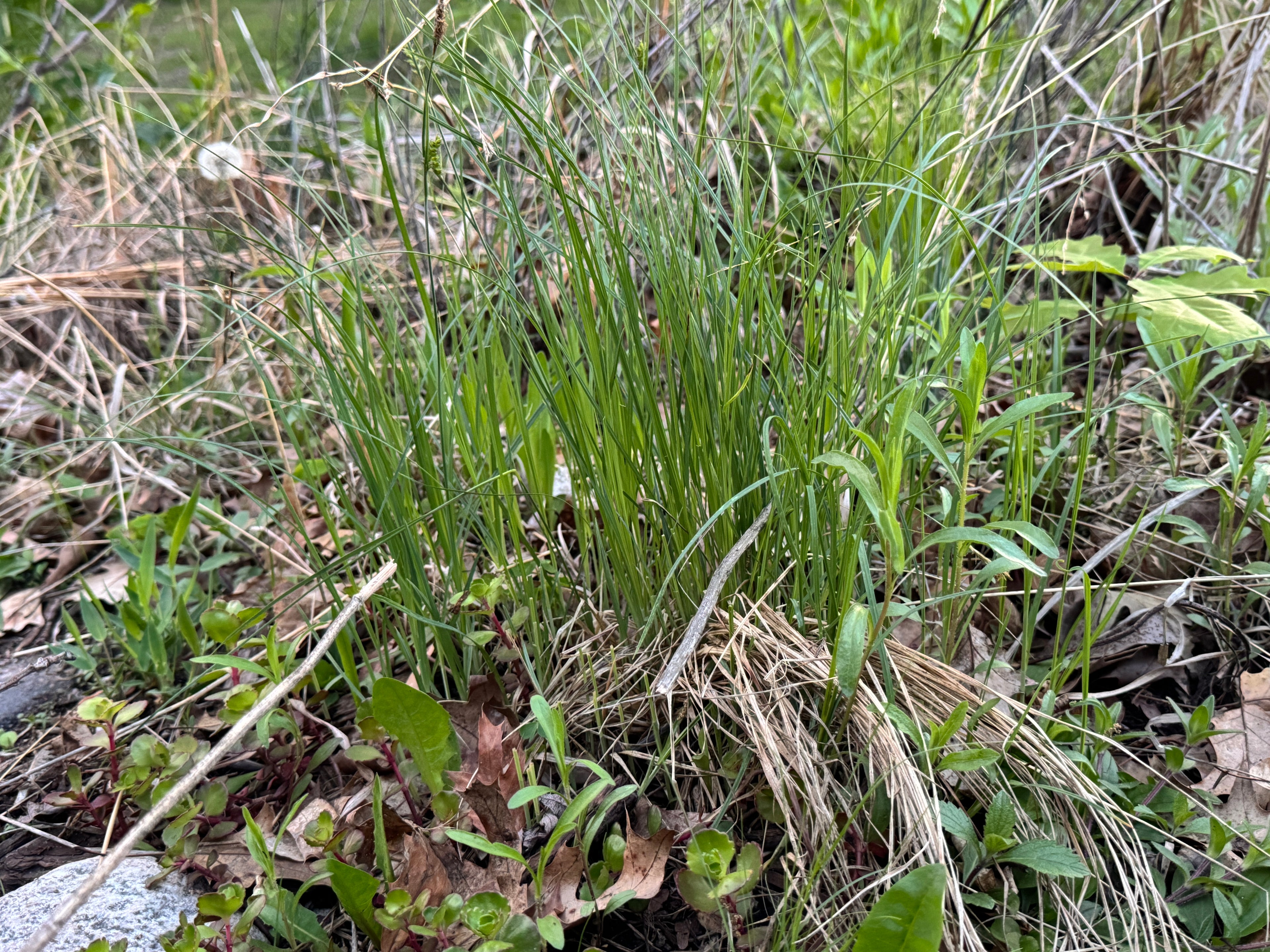 Mead's Sedge (Carex Meadii)