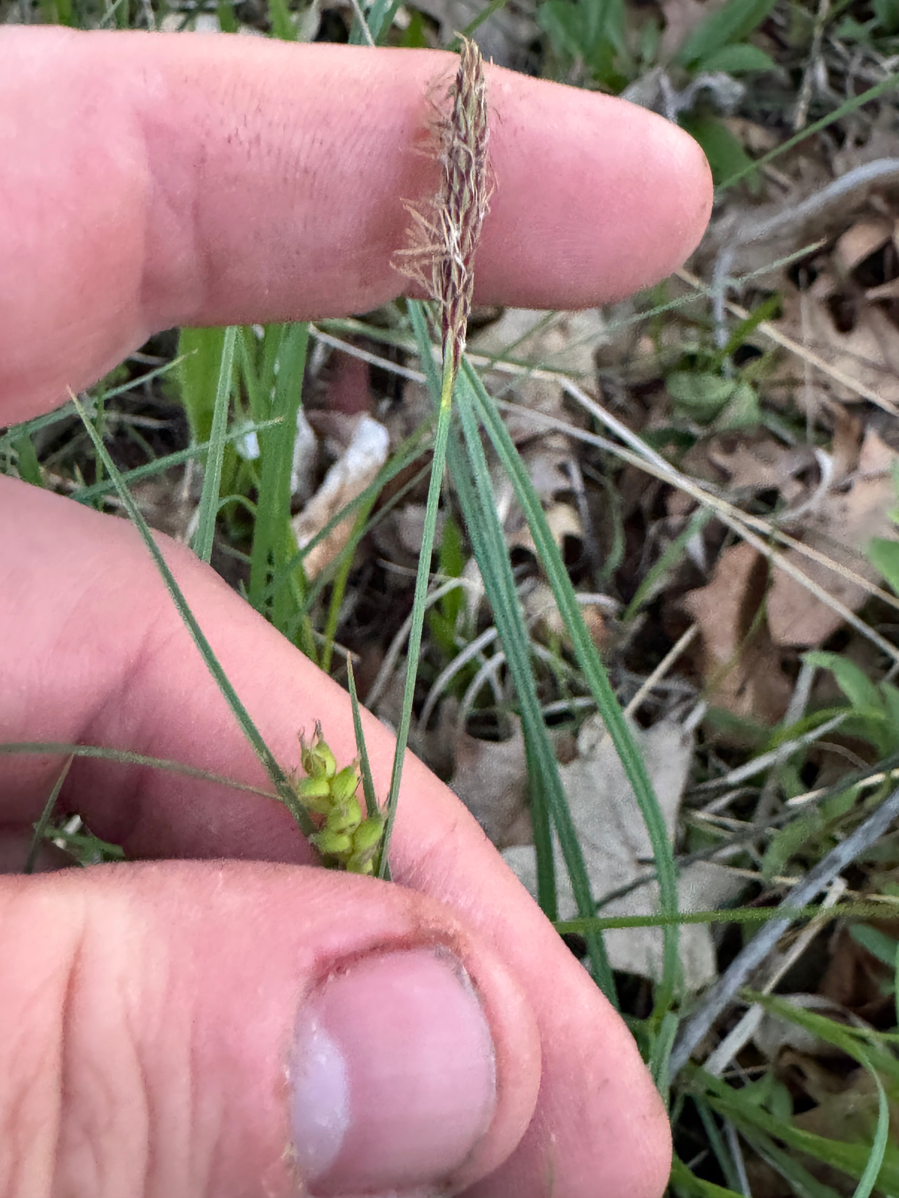 Mead's Sedge (Carex Meadii)