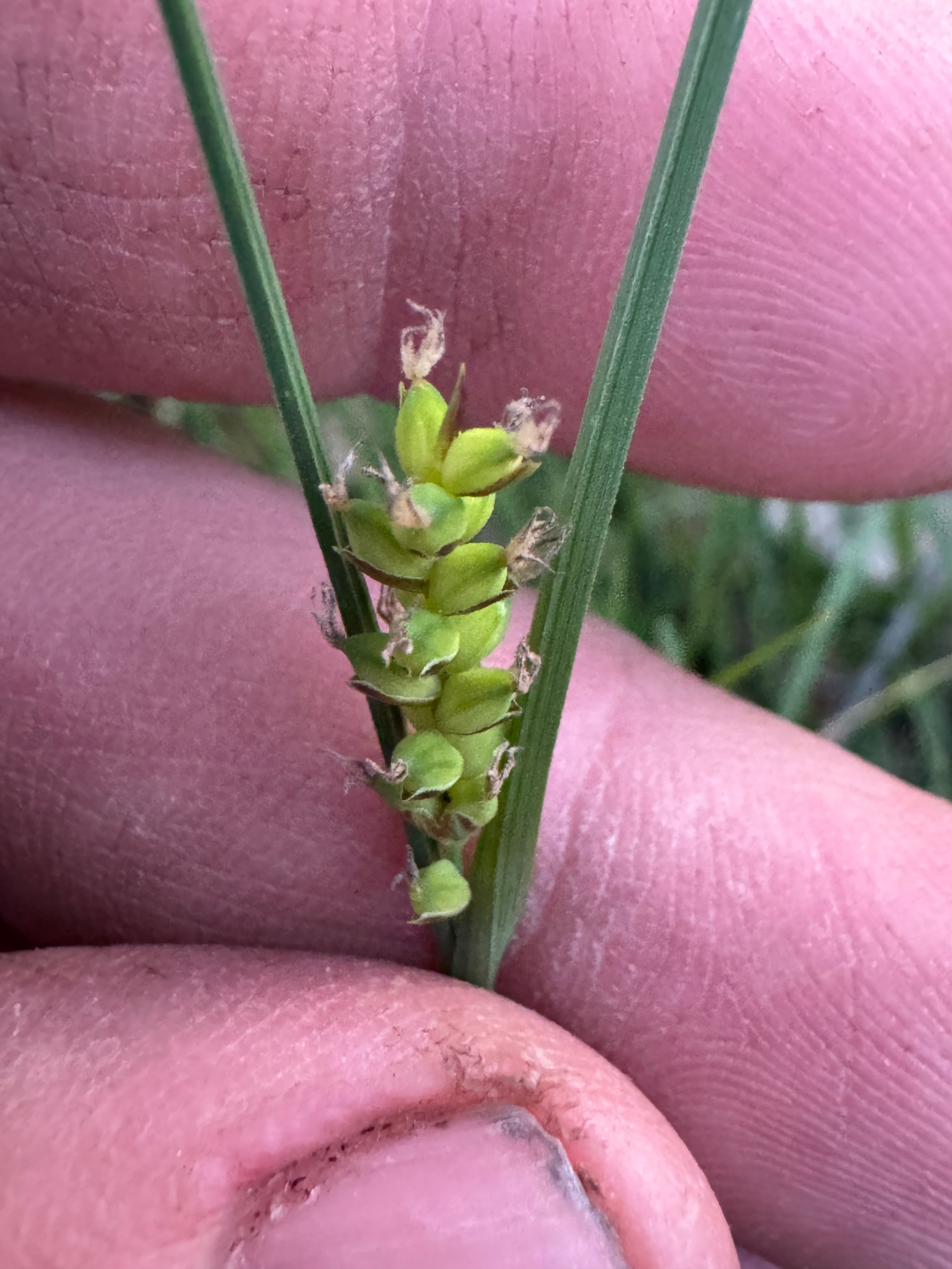 Mead's Sedge (Carex Meadii)