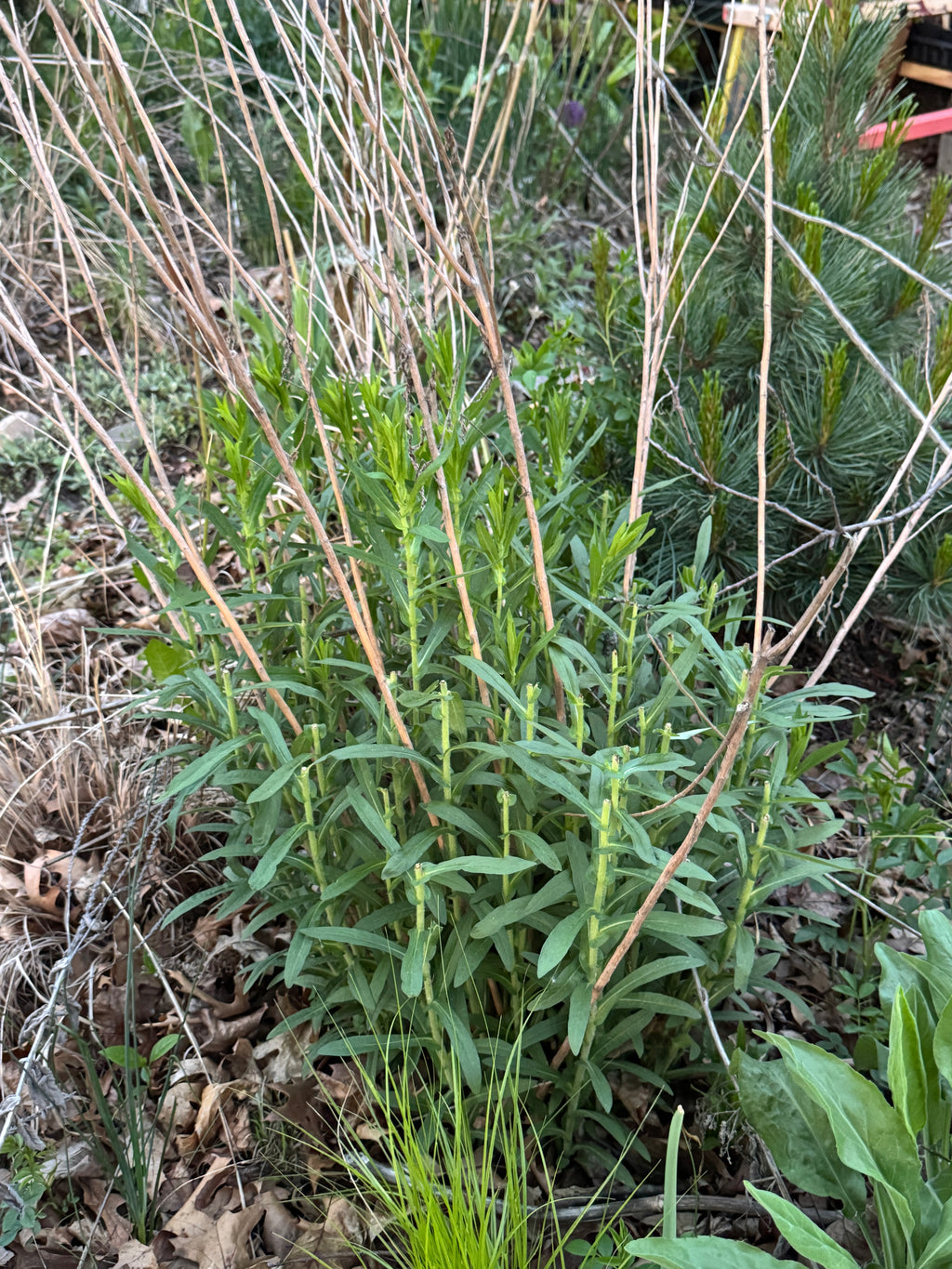 New England Aster (Symphyotrichum Novae-Angliae)