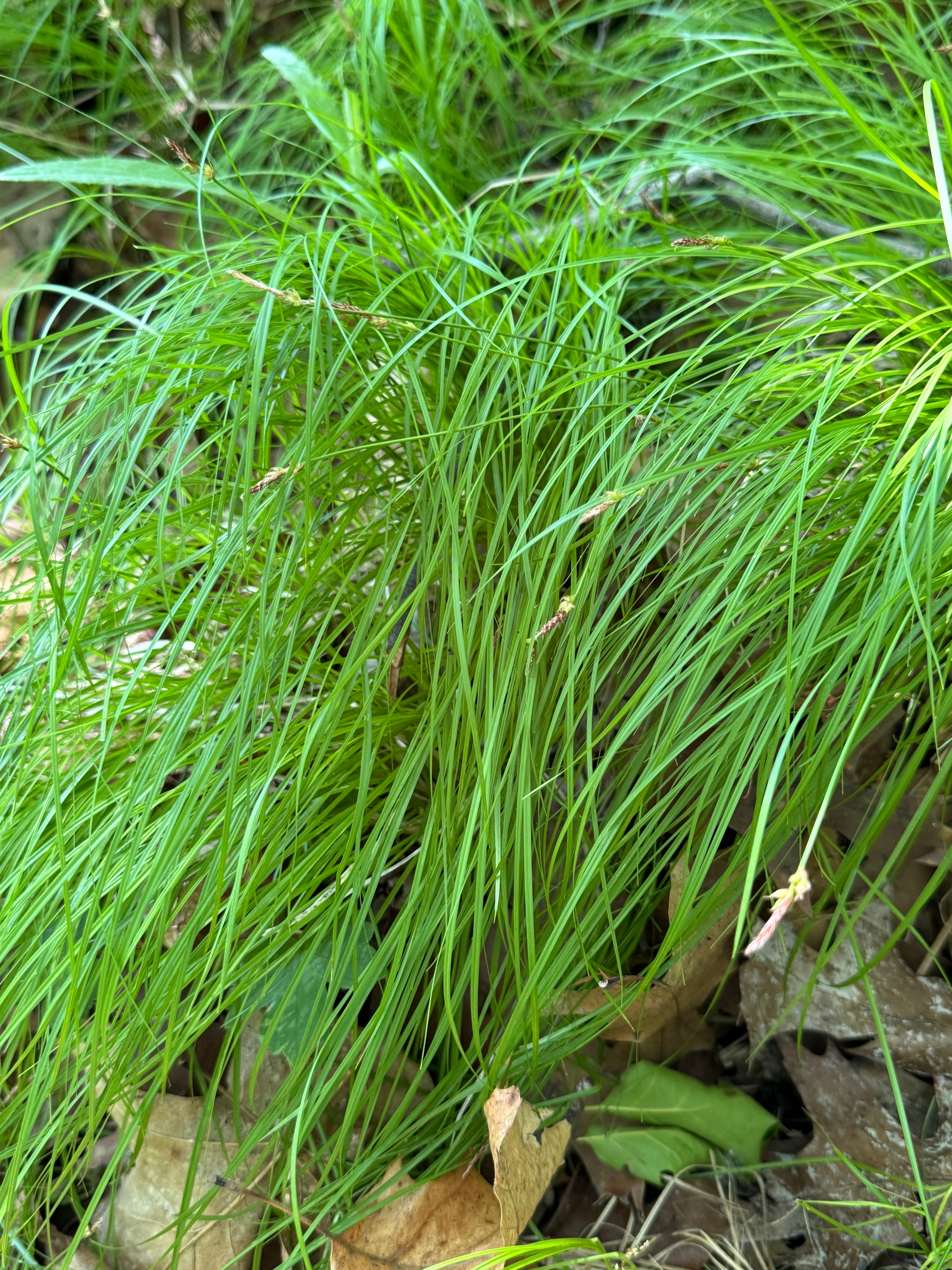 Penn Sedge (Carex Pensylvanica)