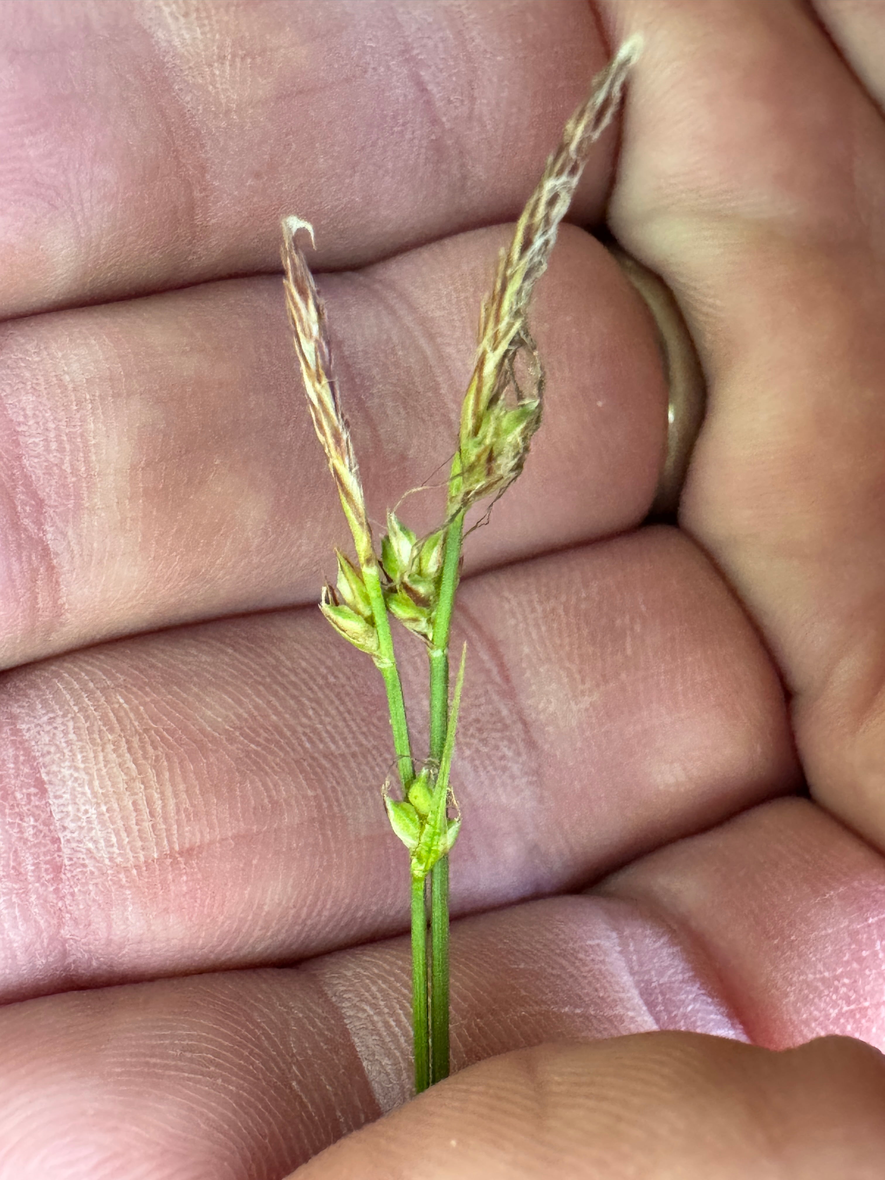 Penn Sedge (Carex Pensylvanica)