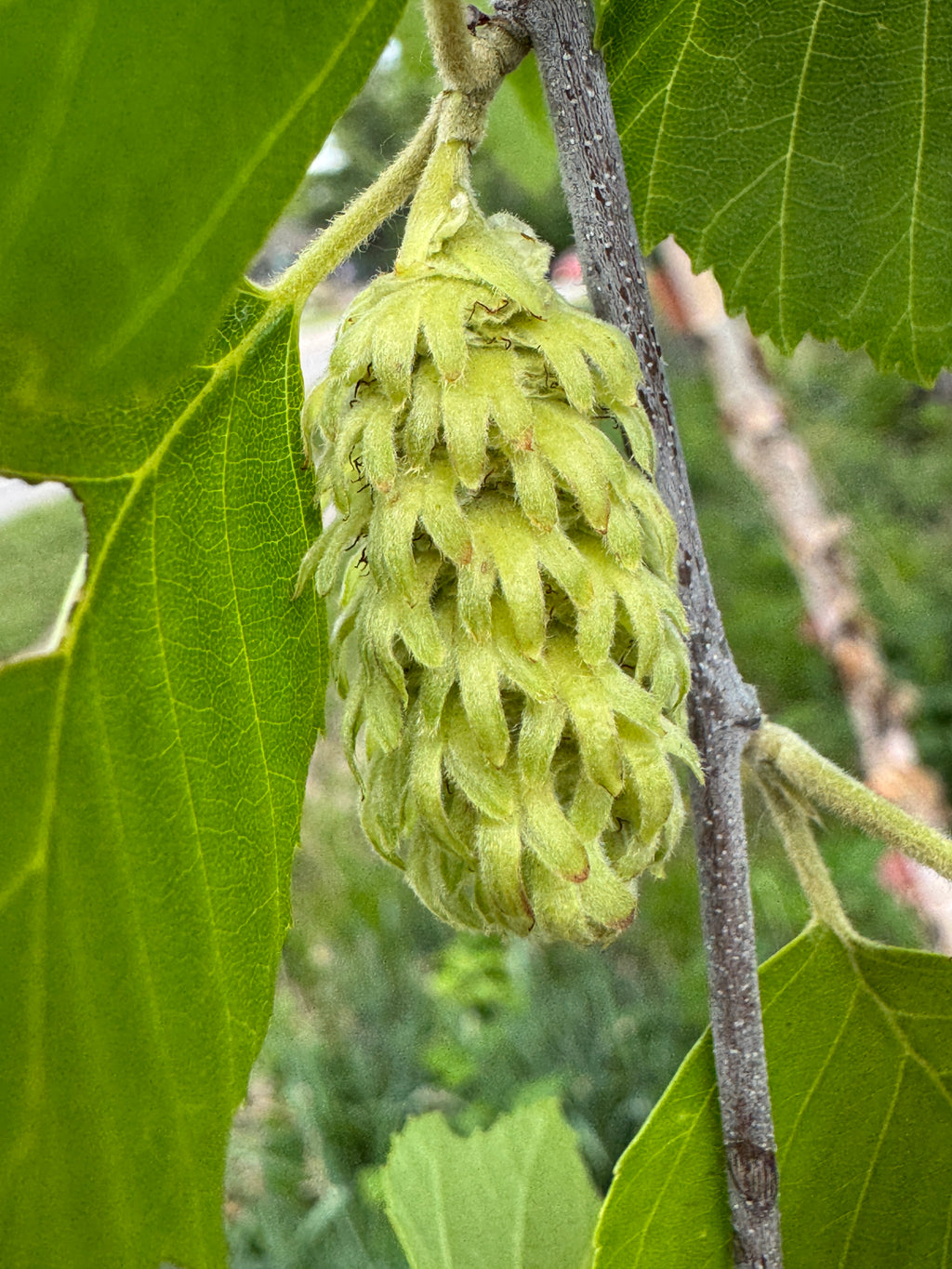 River Birch (Betula Nigra)