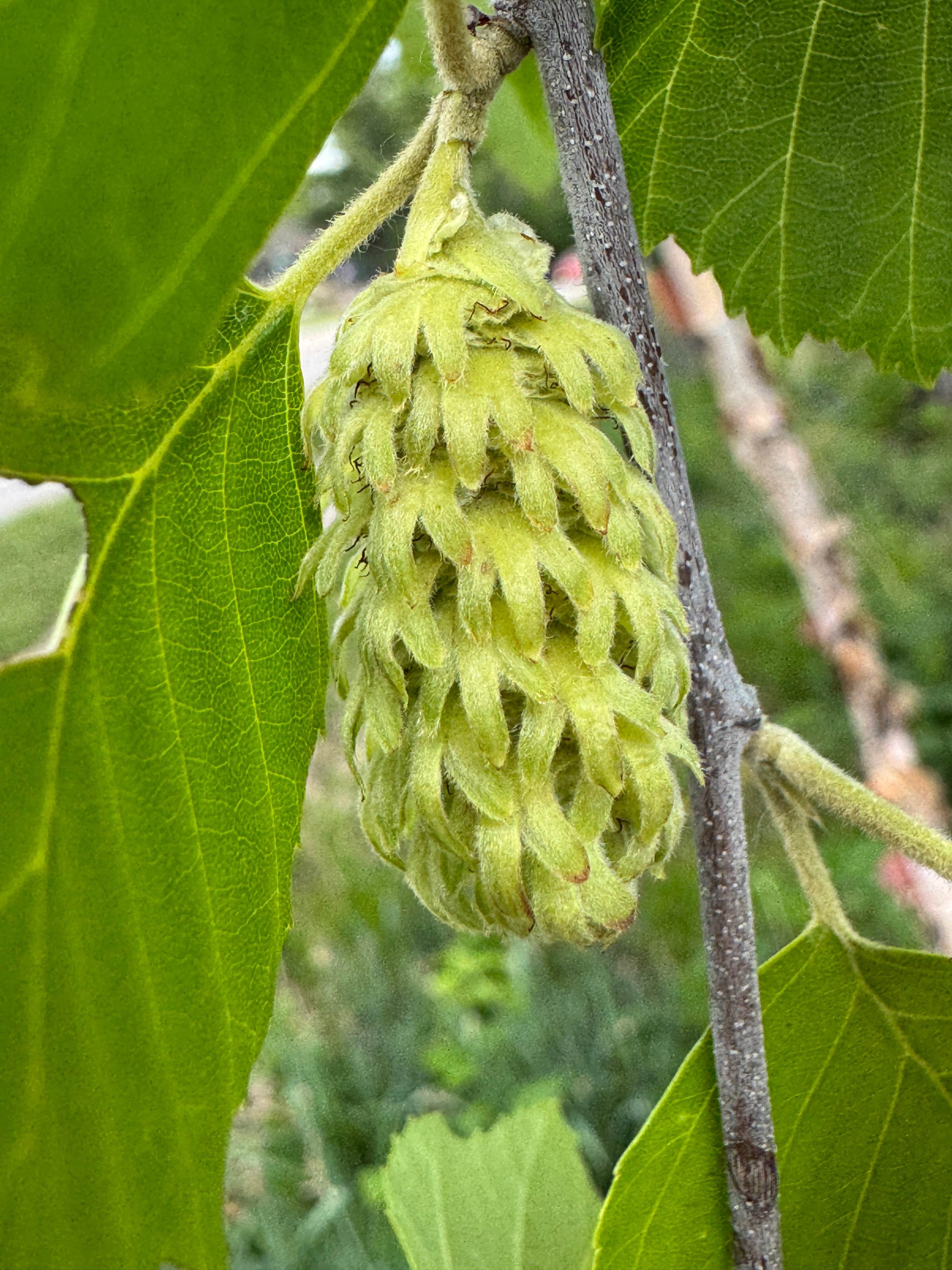 River Birch (Betula Nigra)