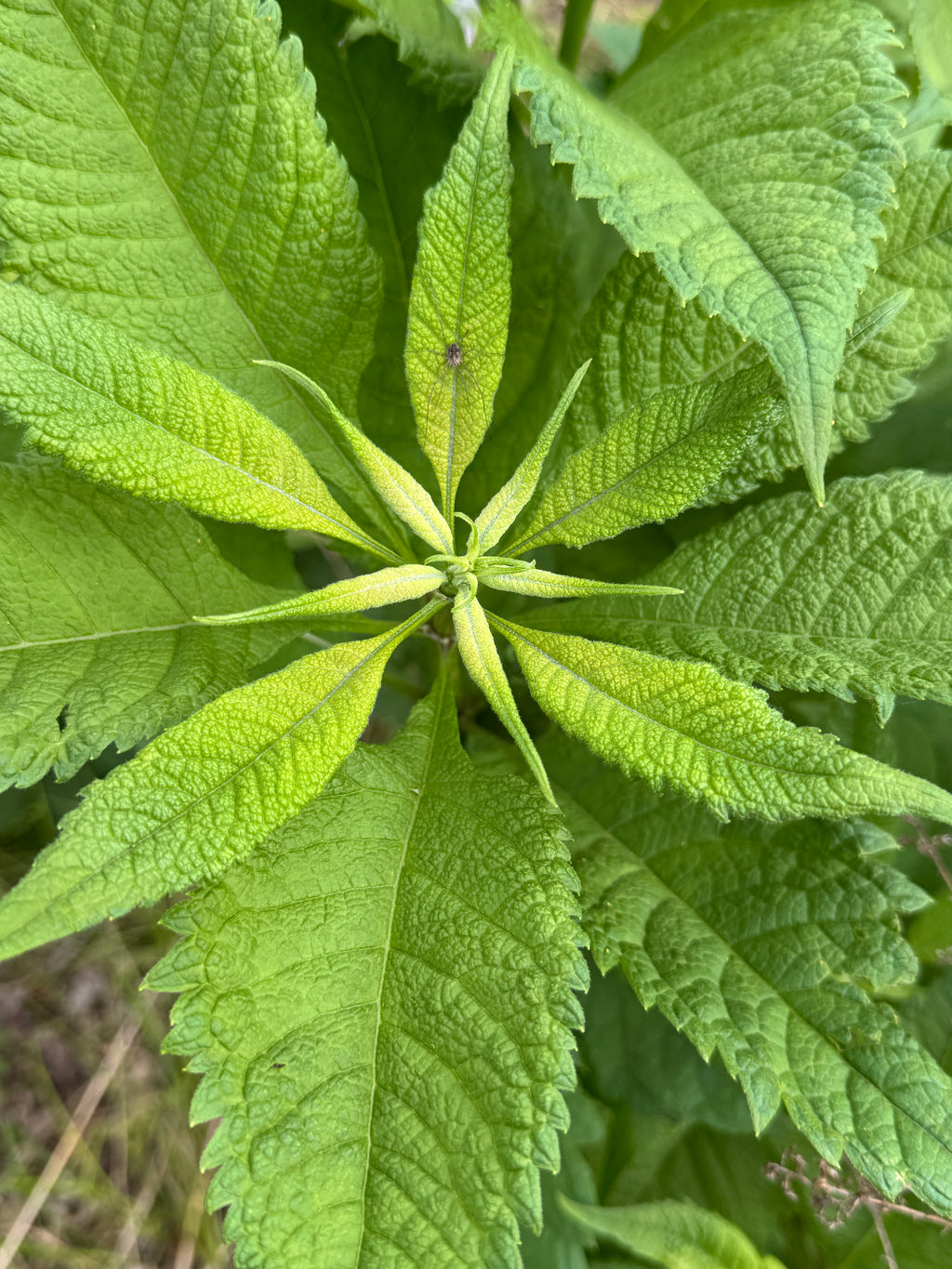 Sweet Joe Pye Weed (Eutrochium Purpureum)