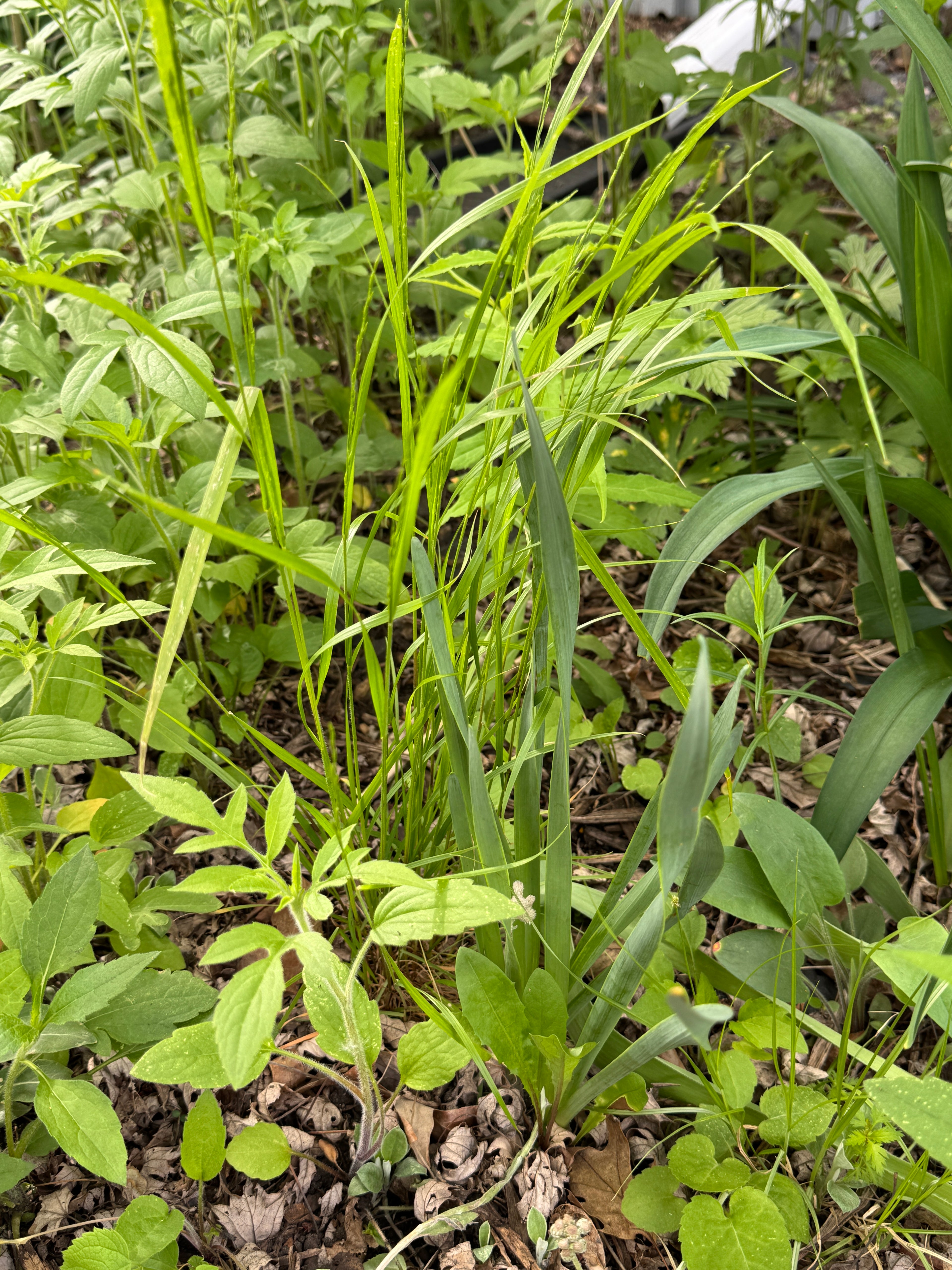 Nodding Fescue (Festuca Subverticillata)
