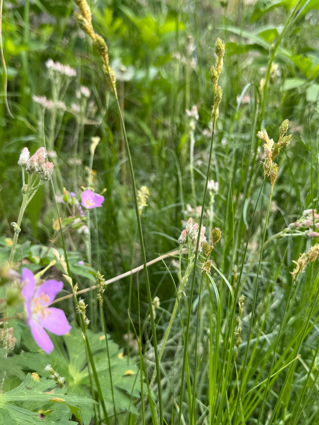 Plains Oval Sedge (Carex brevior)