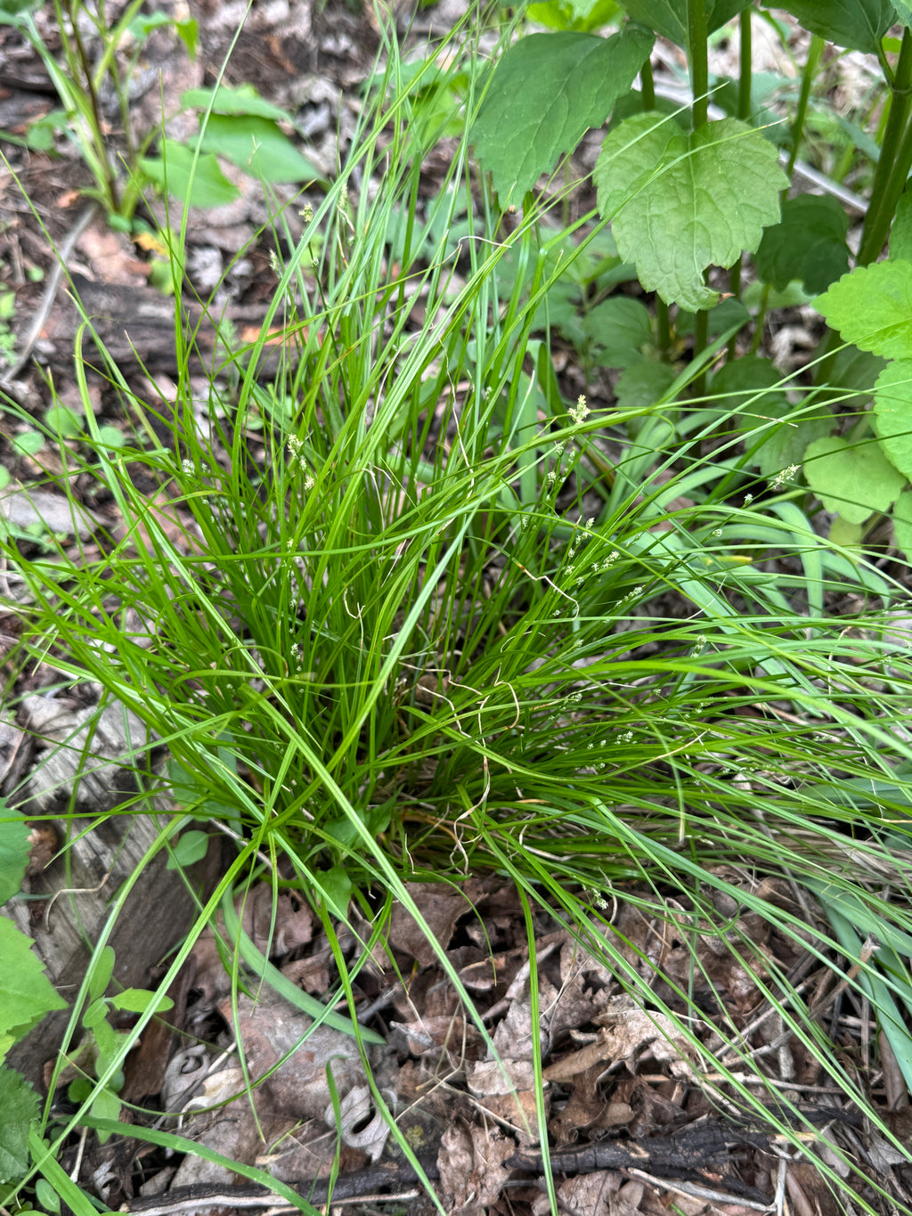 Rosy Sedge (Carex Rosea)