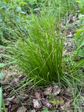 Rosy Sedge (Carex Rosea)