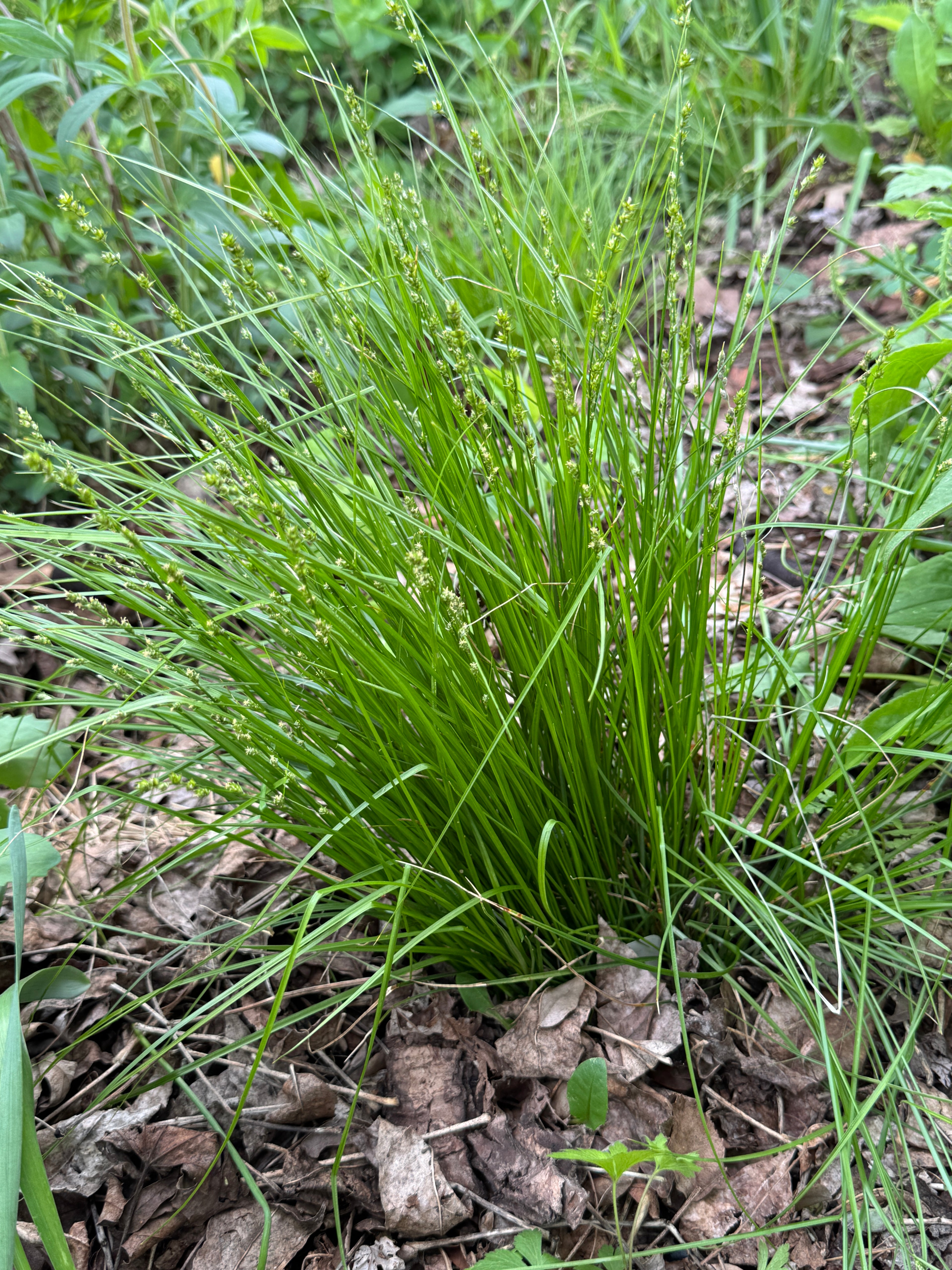 Rosy Sedge (Carex Rosea)
