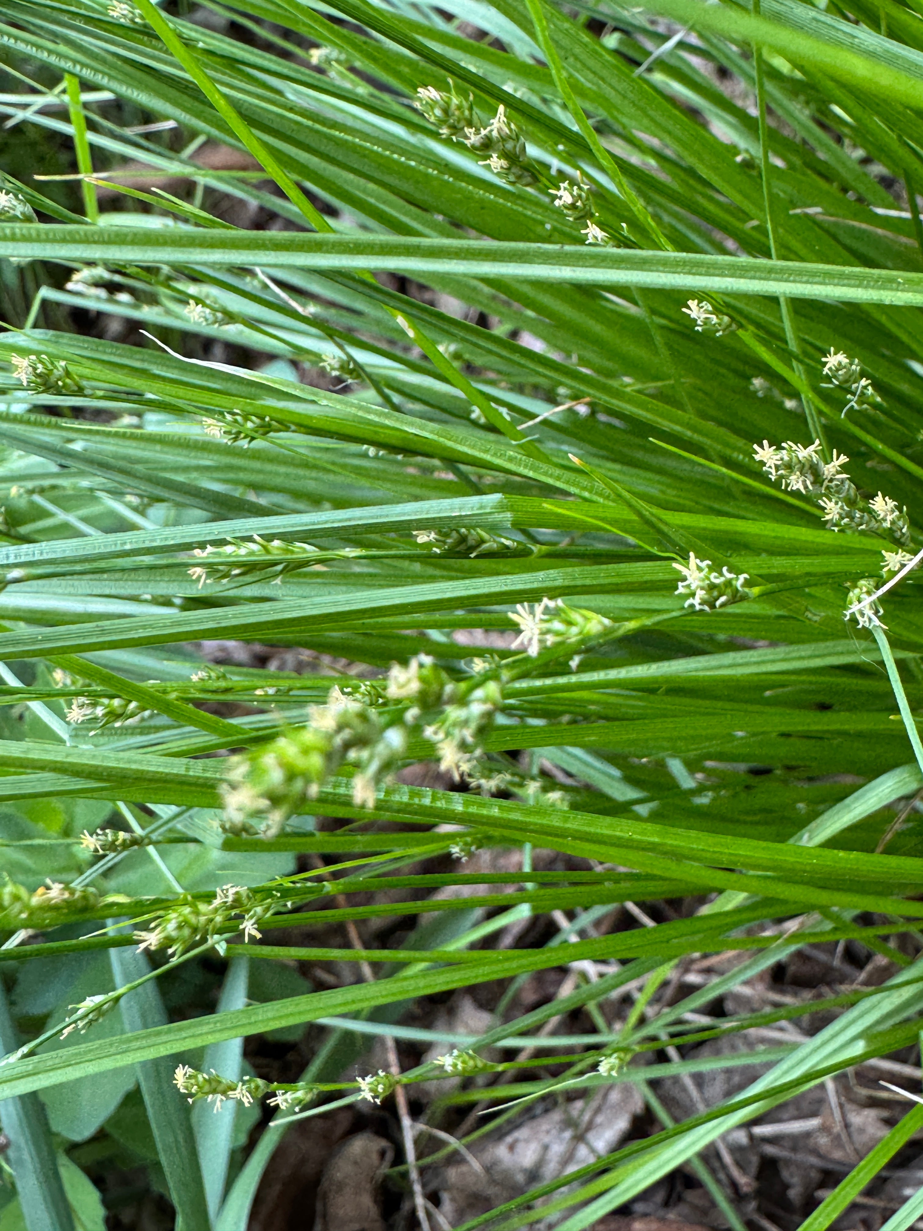Rosy Sedge (Carex Rosea)