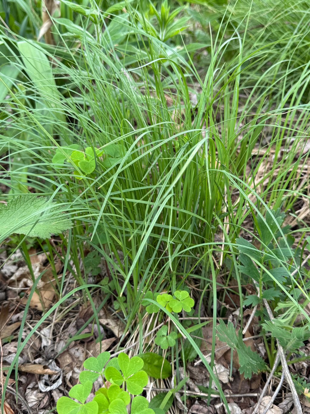 Mead's Sedge (Carex Meadii)