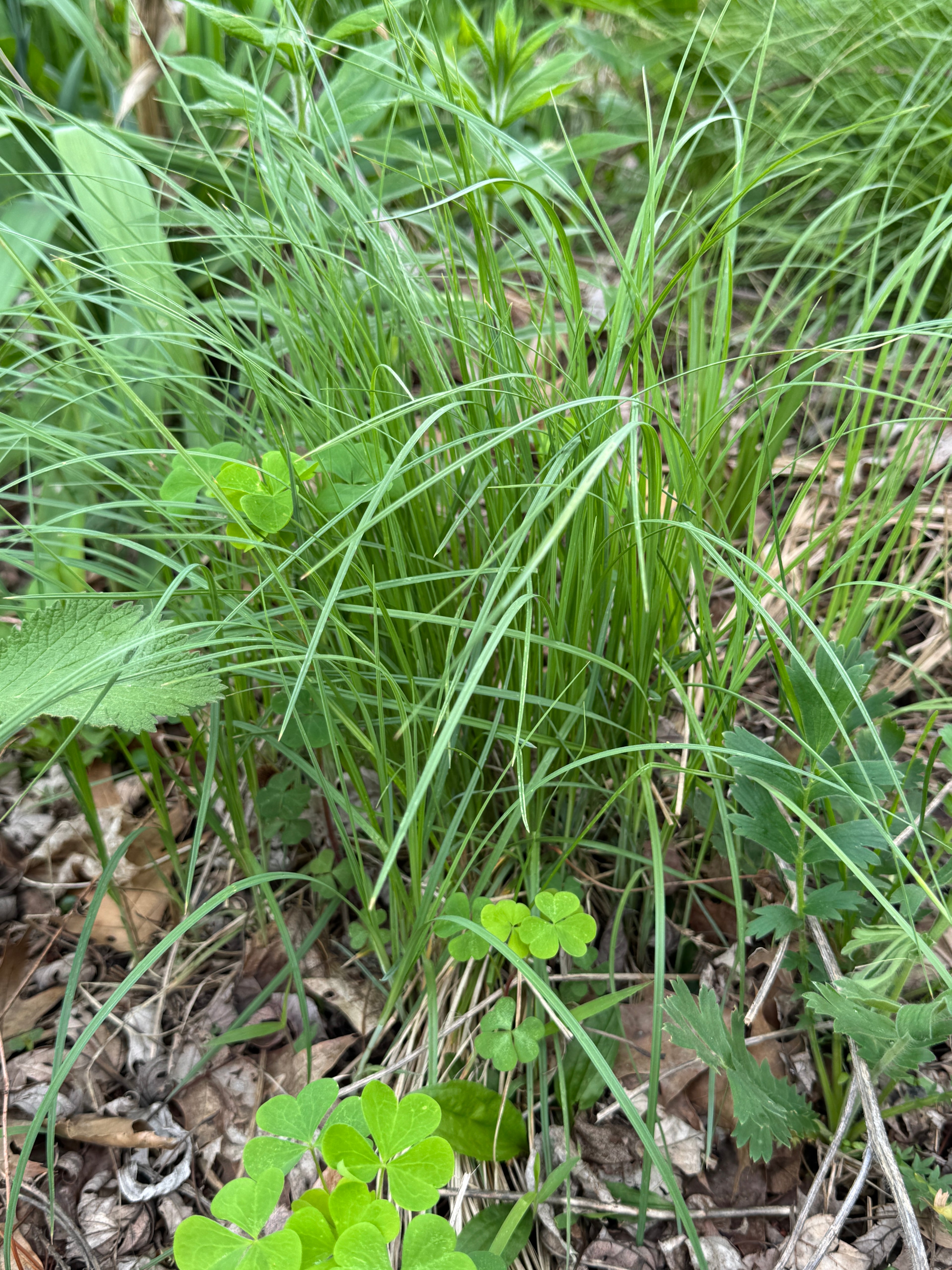Mead's Sedge (Carex Meadii)