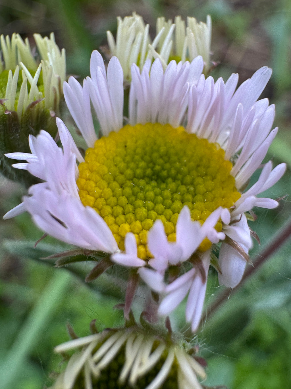 Robin's Plantain (Erigeron pulchellus)