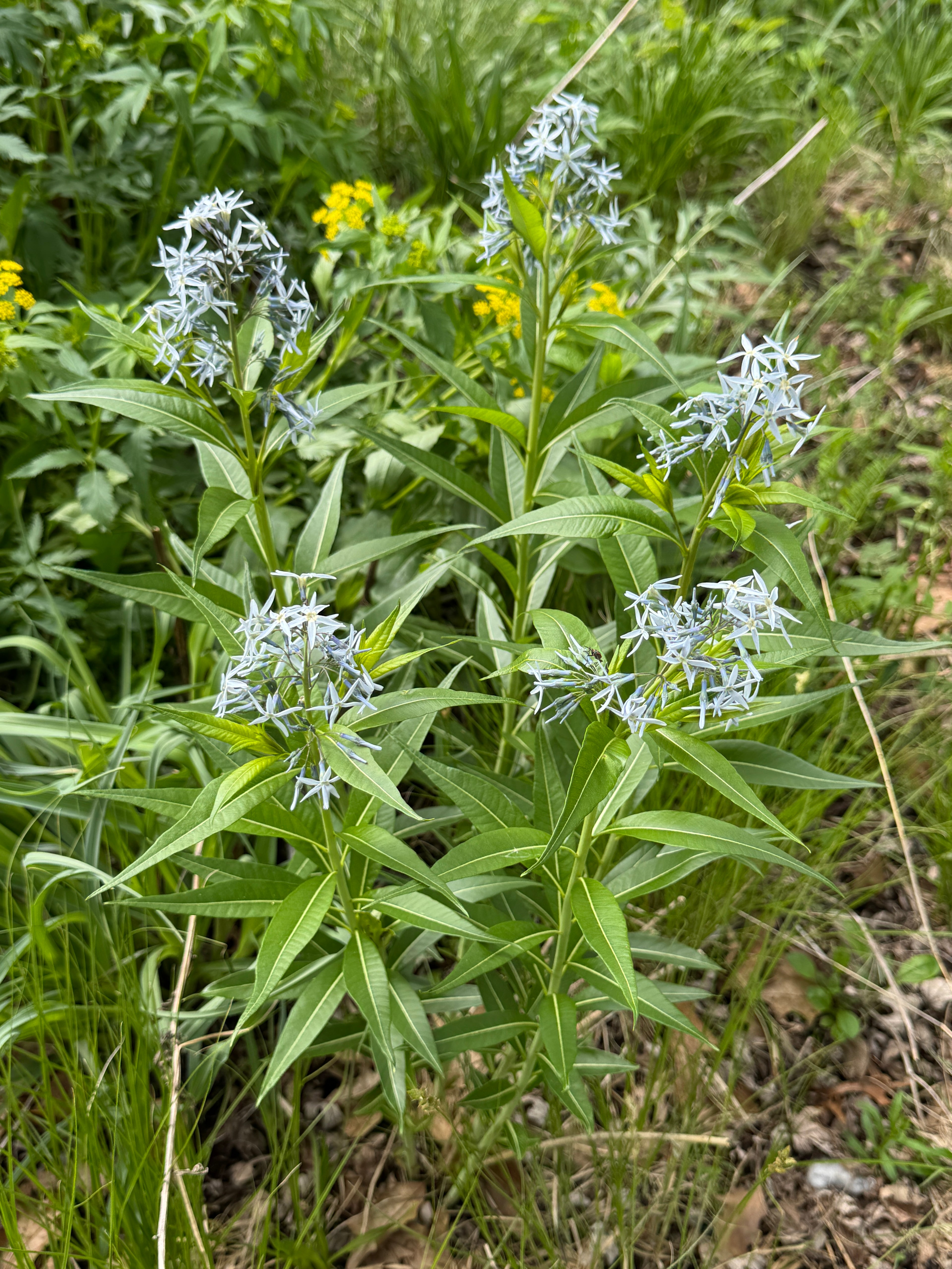 Ozark Bluestar (Amsonia Illustris)