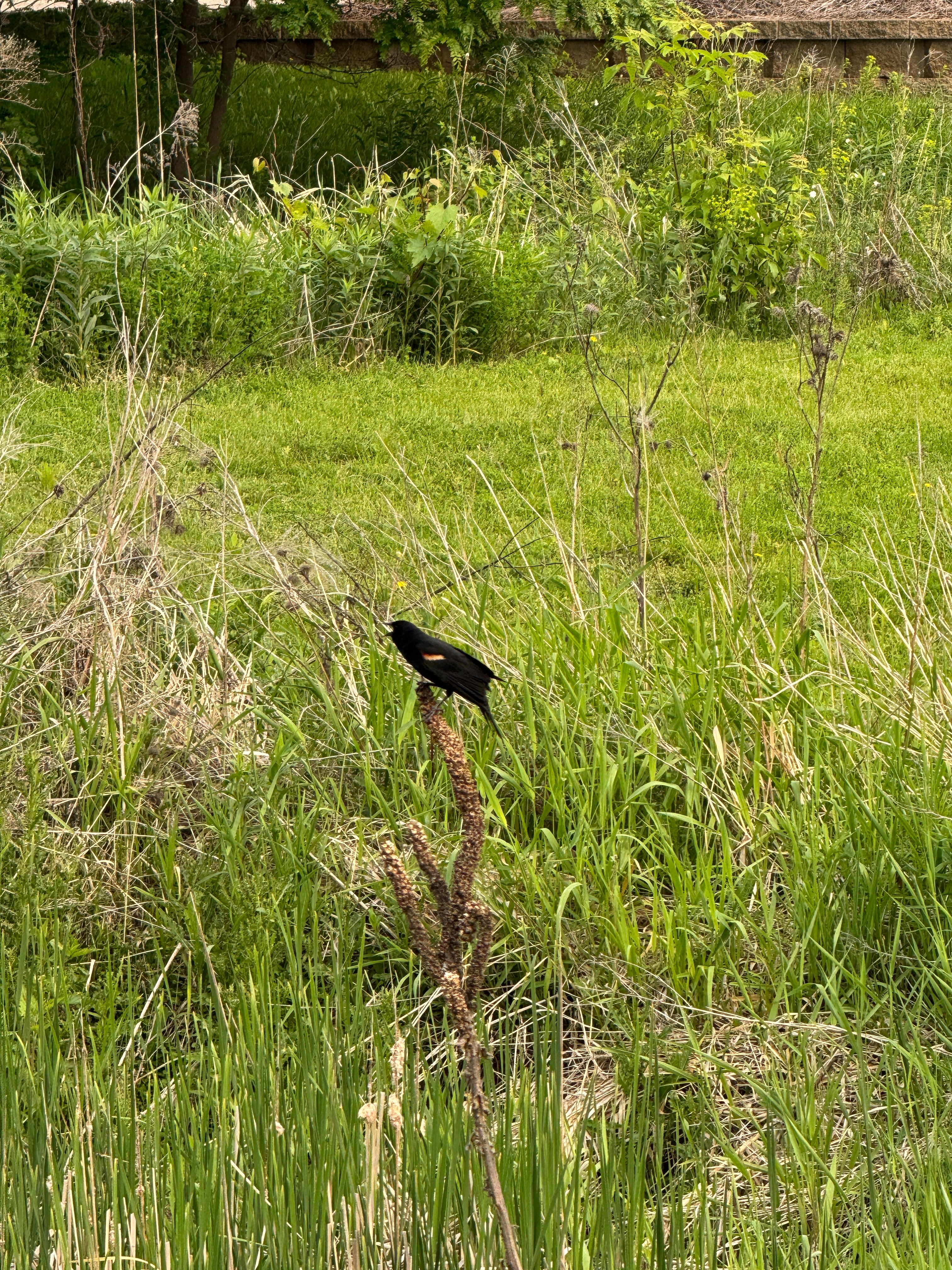 Birds and Bugs Kit