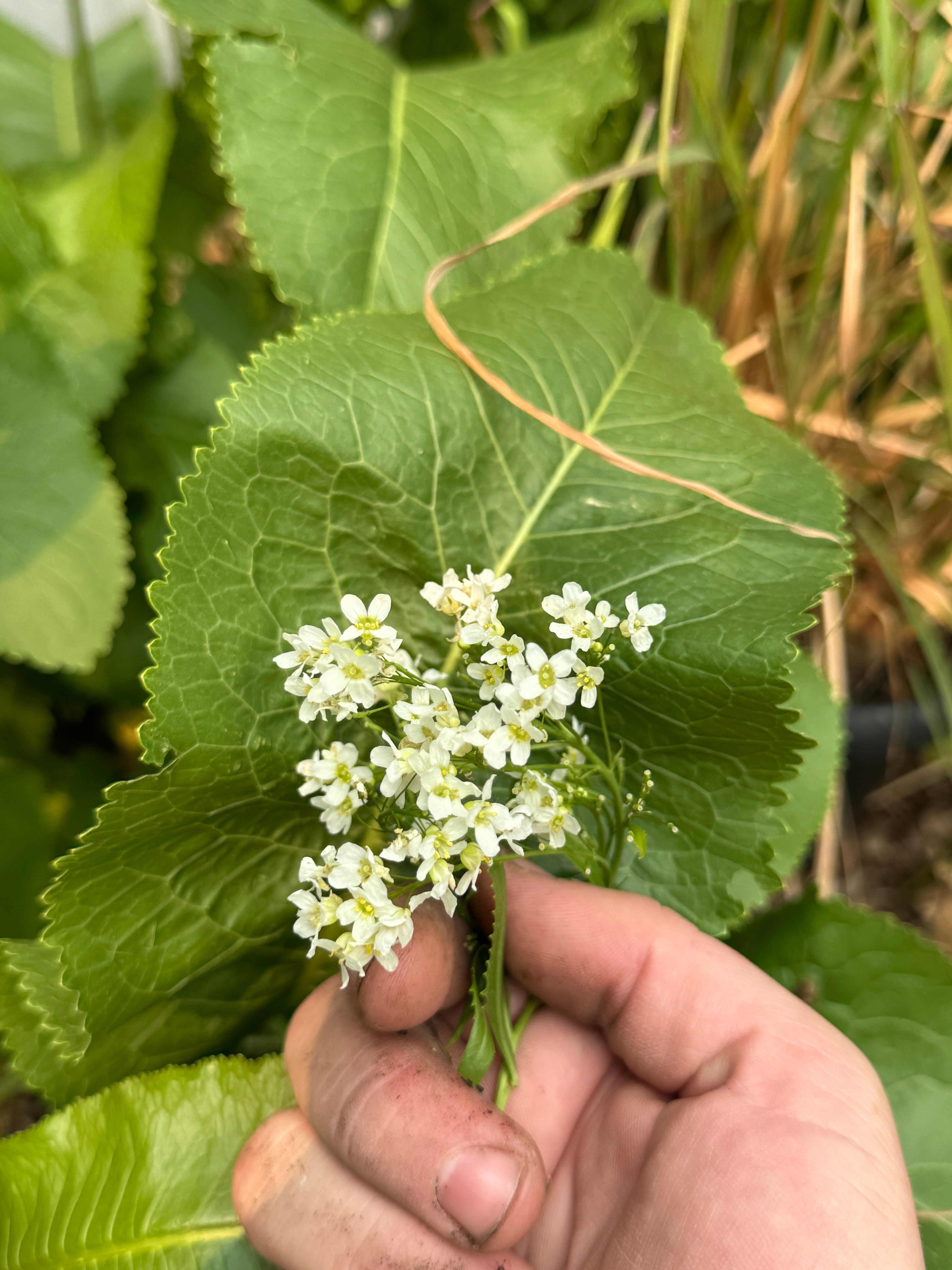 Horseradish (Armoracia rusticana)