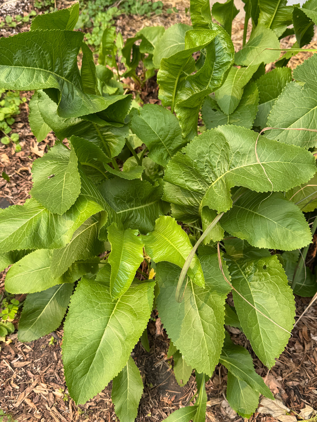 Horseradish (Armoracia rusticana)