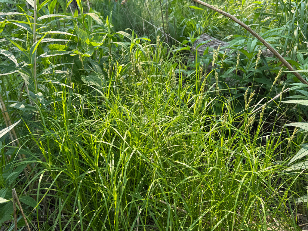 Palm Sedge (Carex Muskingumensis)