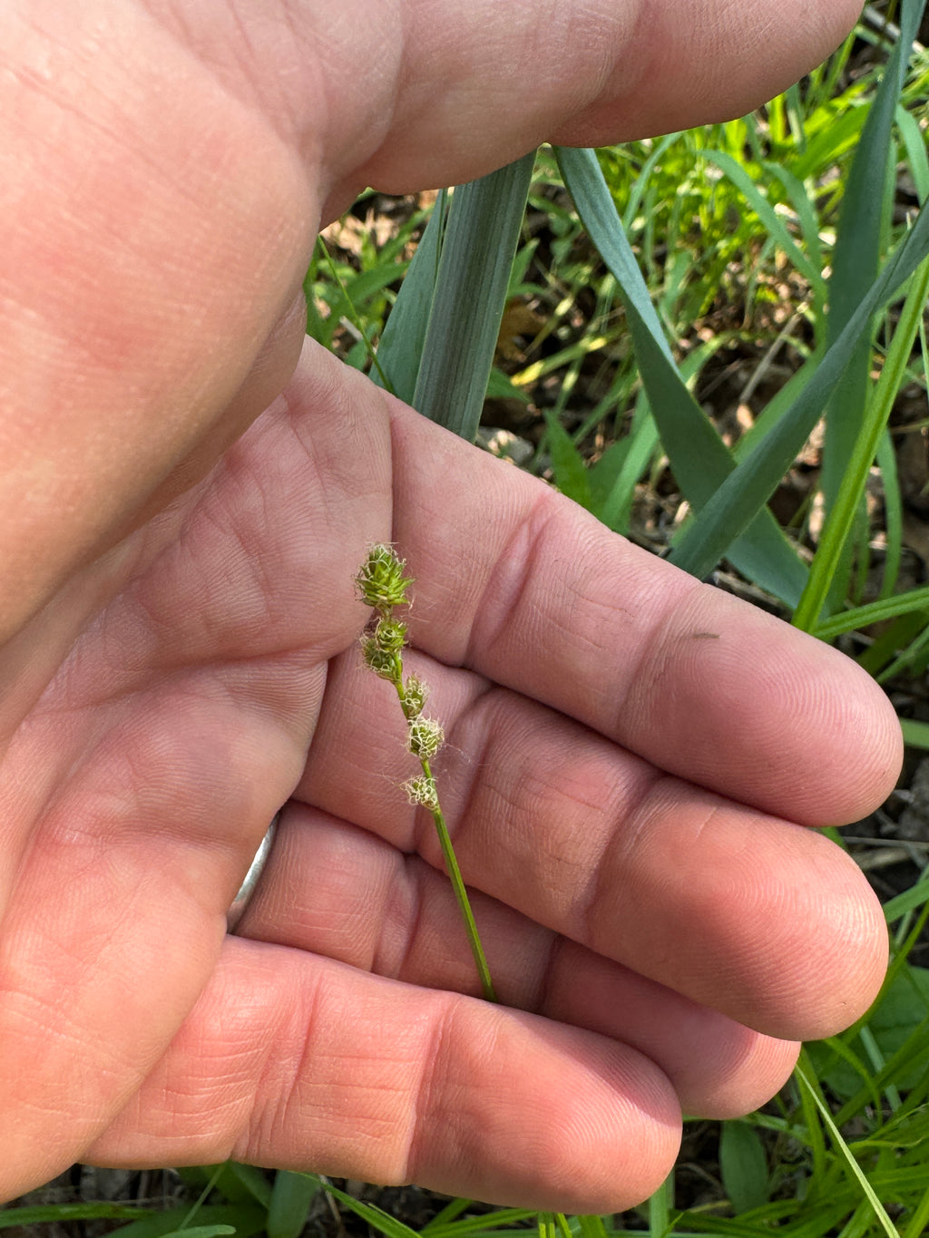 Bur-reed Sedge (Carex Sparganioides)
