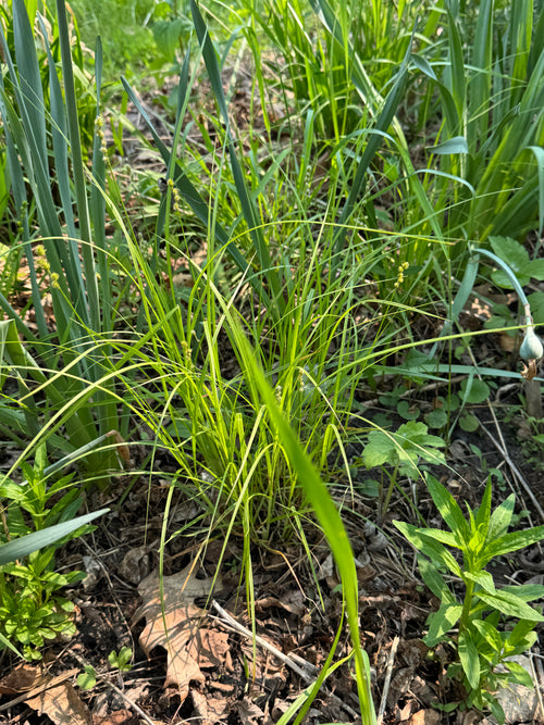 Bur-reed Sedge (Carex Sparganioides)