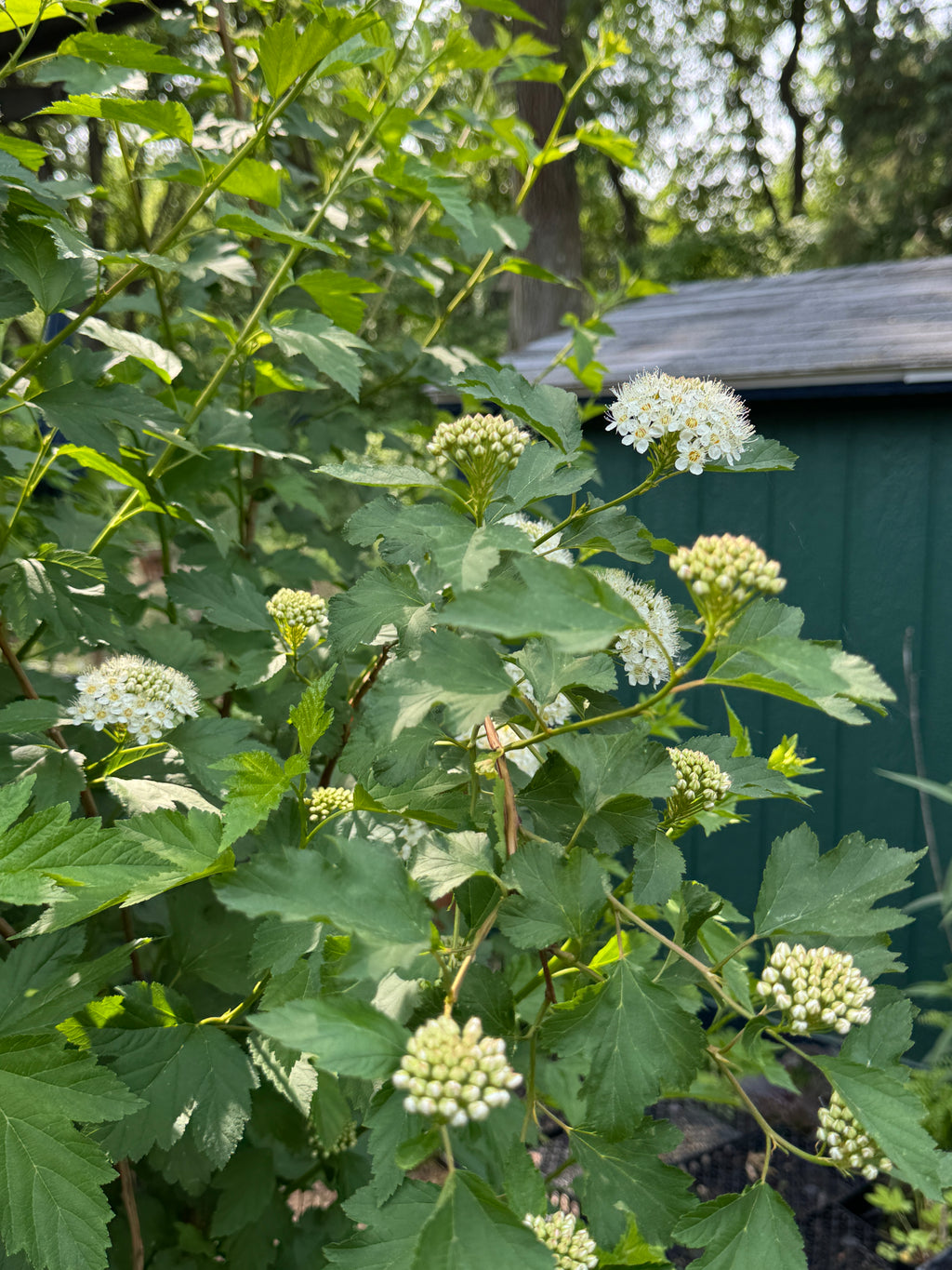 Ninebark (Physocarpus Opulifolius)