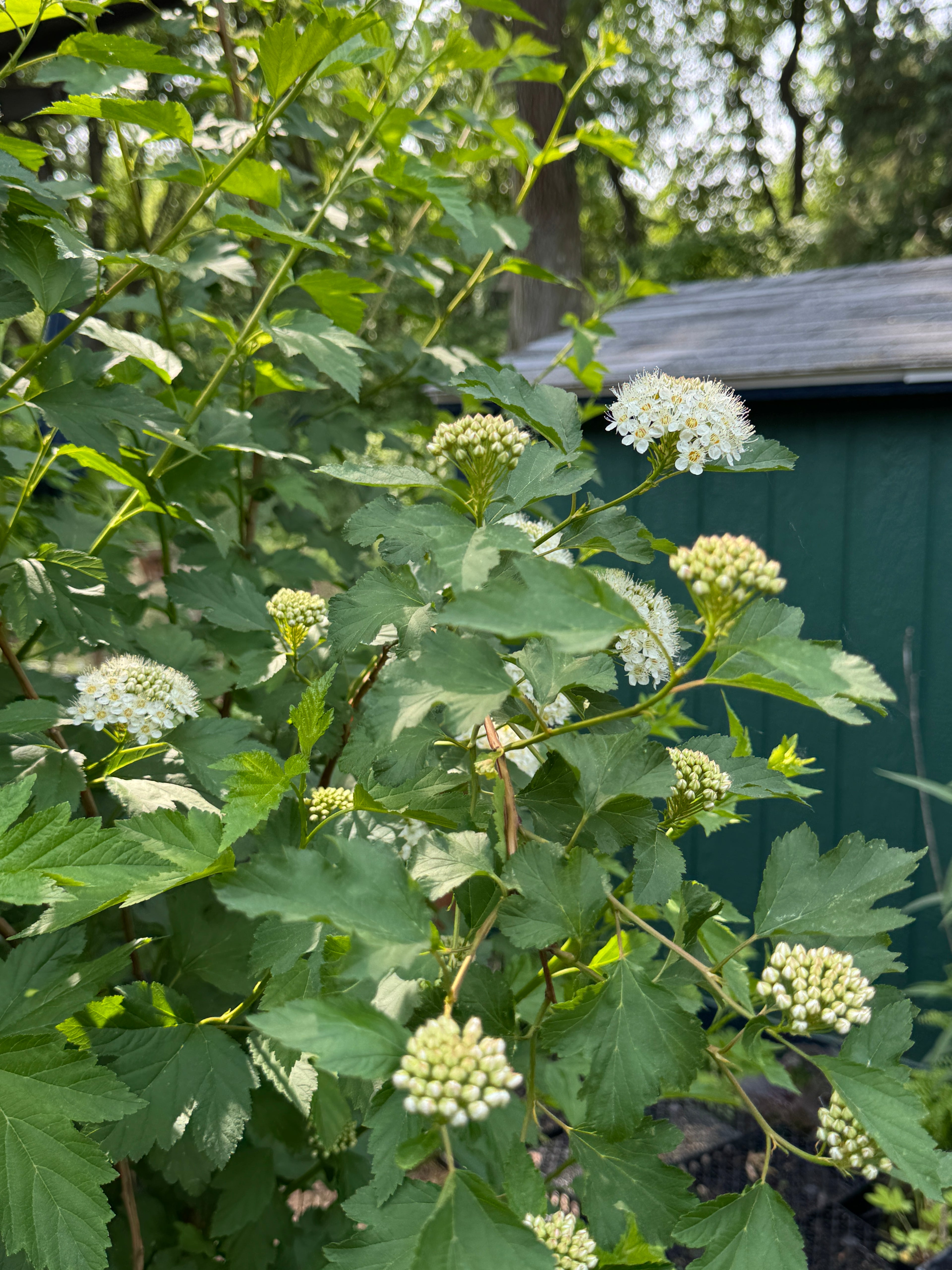 Ninebark (Physocarpus Opulifolius)
