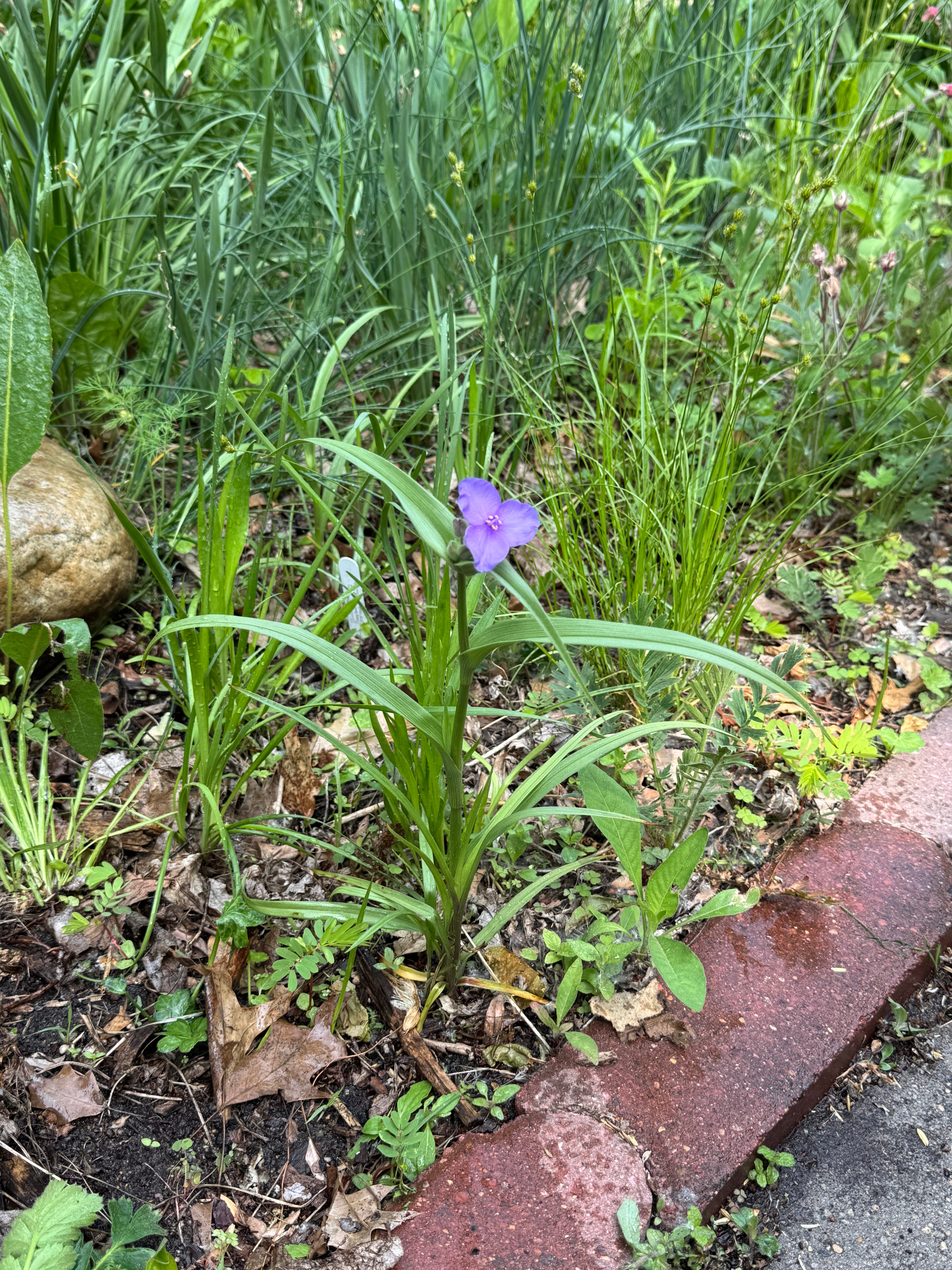 Long-bracted Spiderwort (Prairie Spiderwort) (Tradescantia Bracteata)