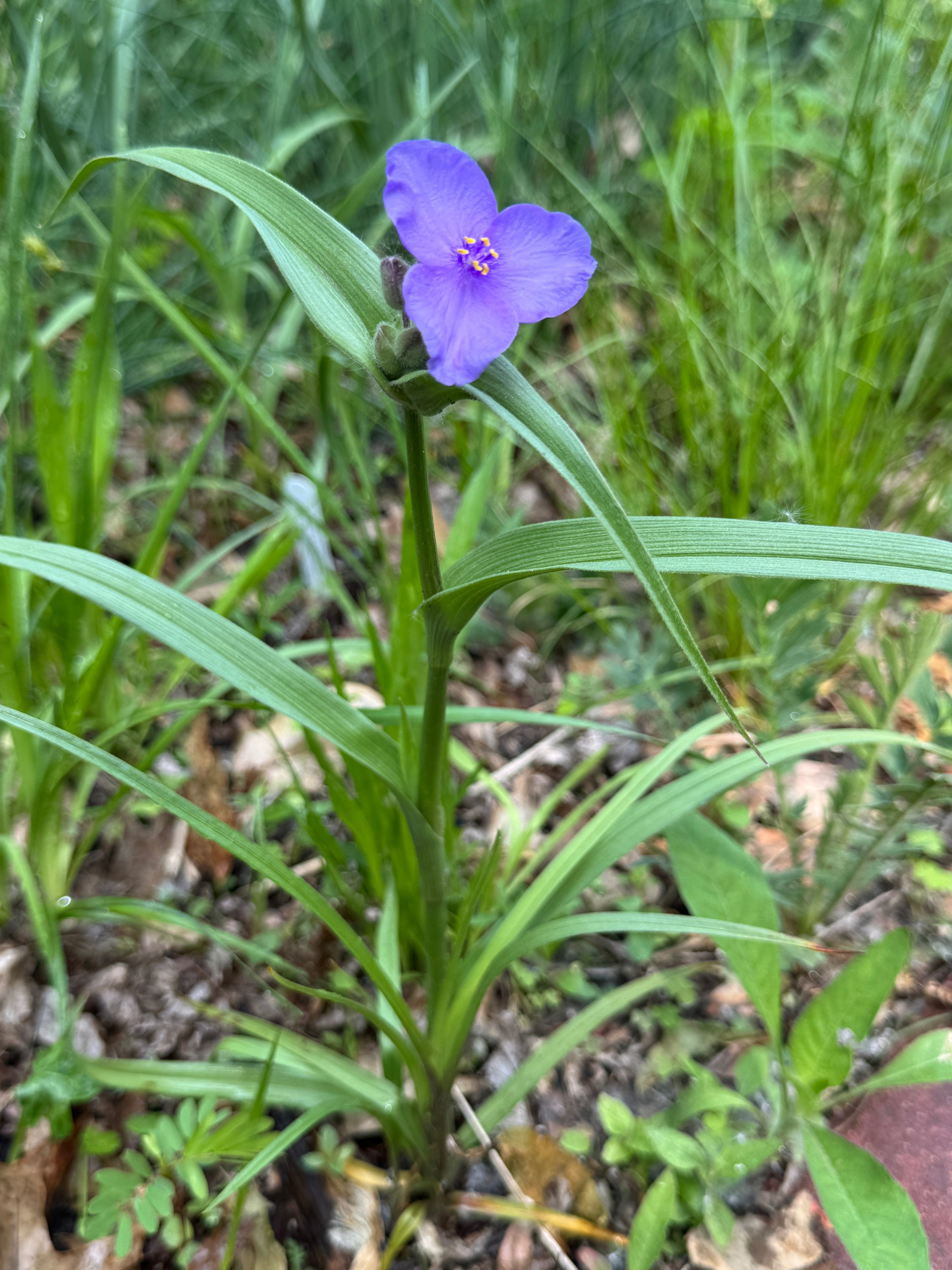 Long-bracted Spiderwort (Prairie Spiderwort) (Tradescantia Bracteata)
