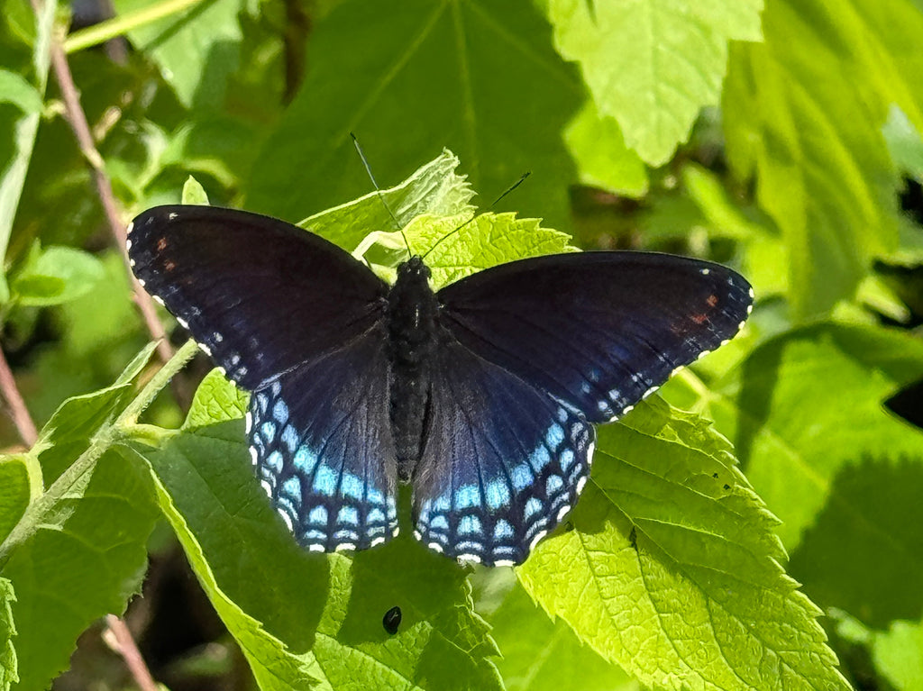 Butterfly on a green leaf with a blurred background