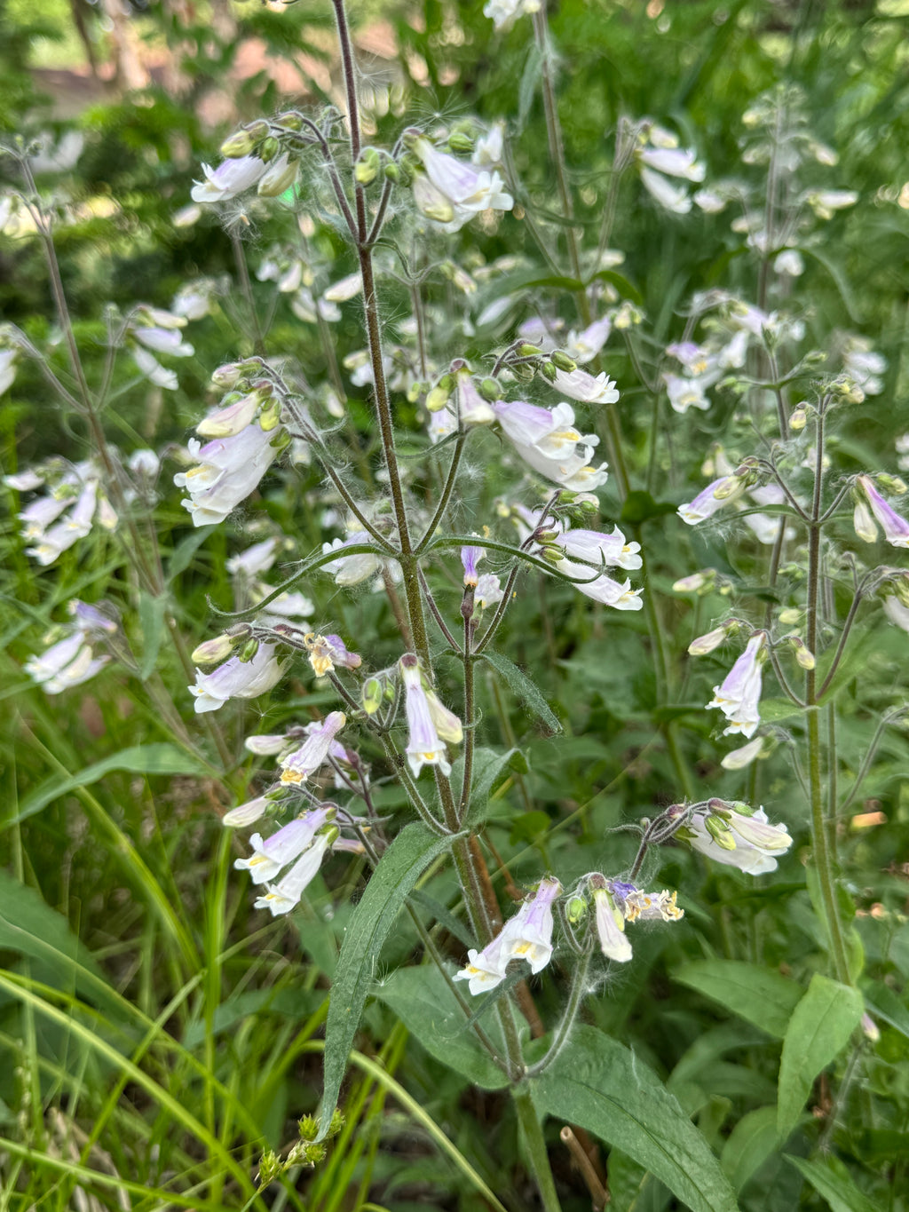 Hairy Beardtongue (Penstemon Hirsutus)