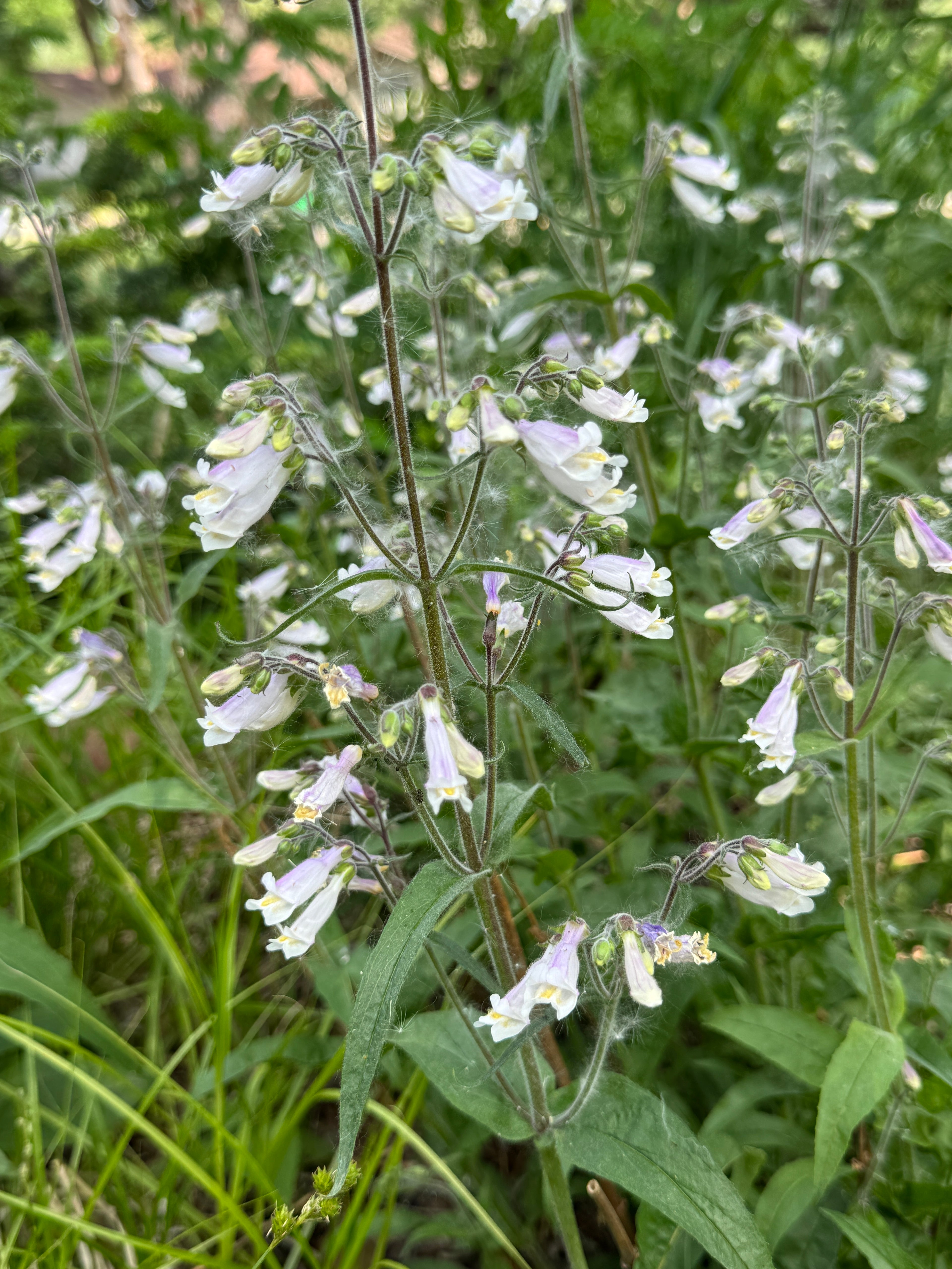Hairy Beardtongue (Penstemon Hirsutus)