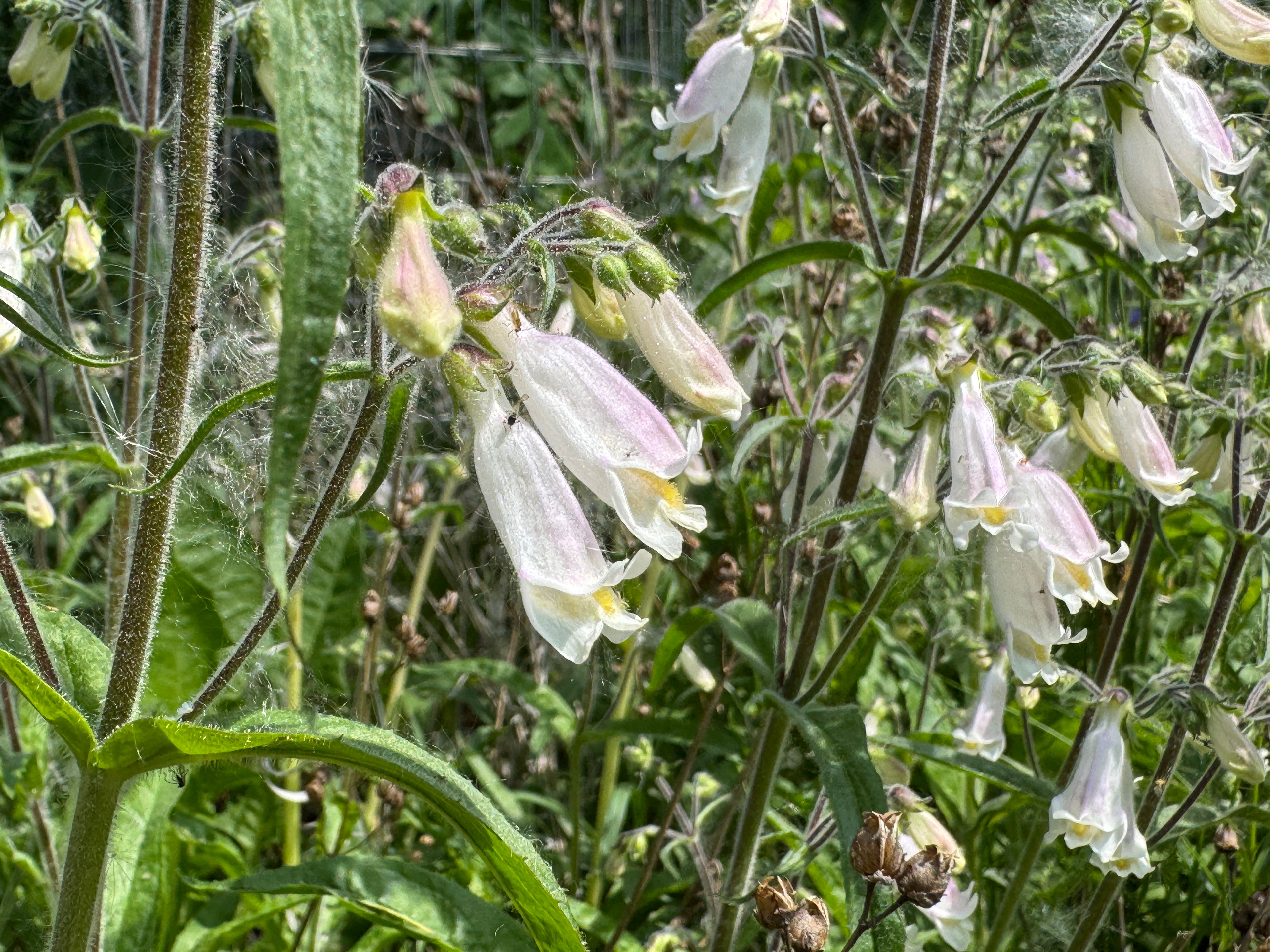 Hairy Beardtongue (Penstemon Hirsutus)